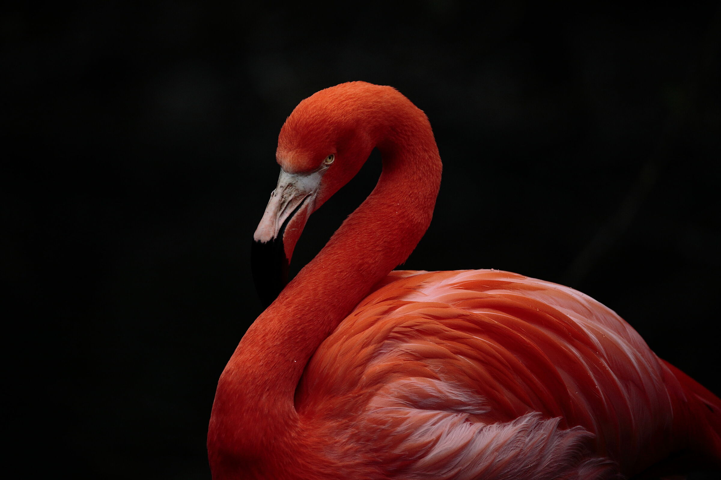 Purple Flamingo