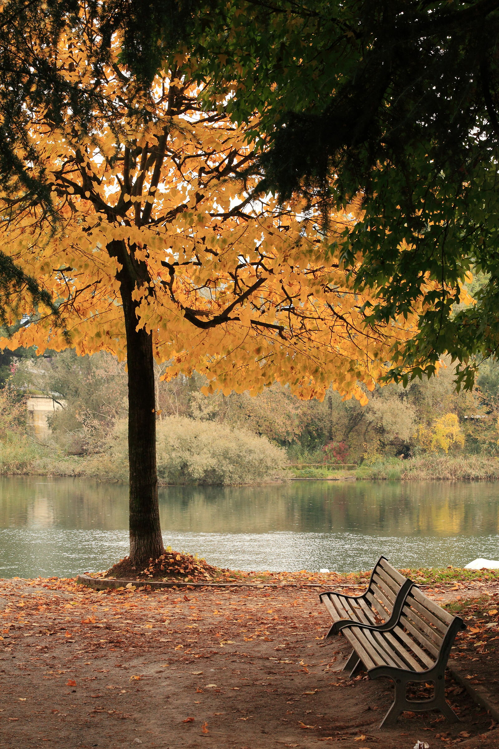 Luminoso Albero Autunnale