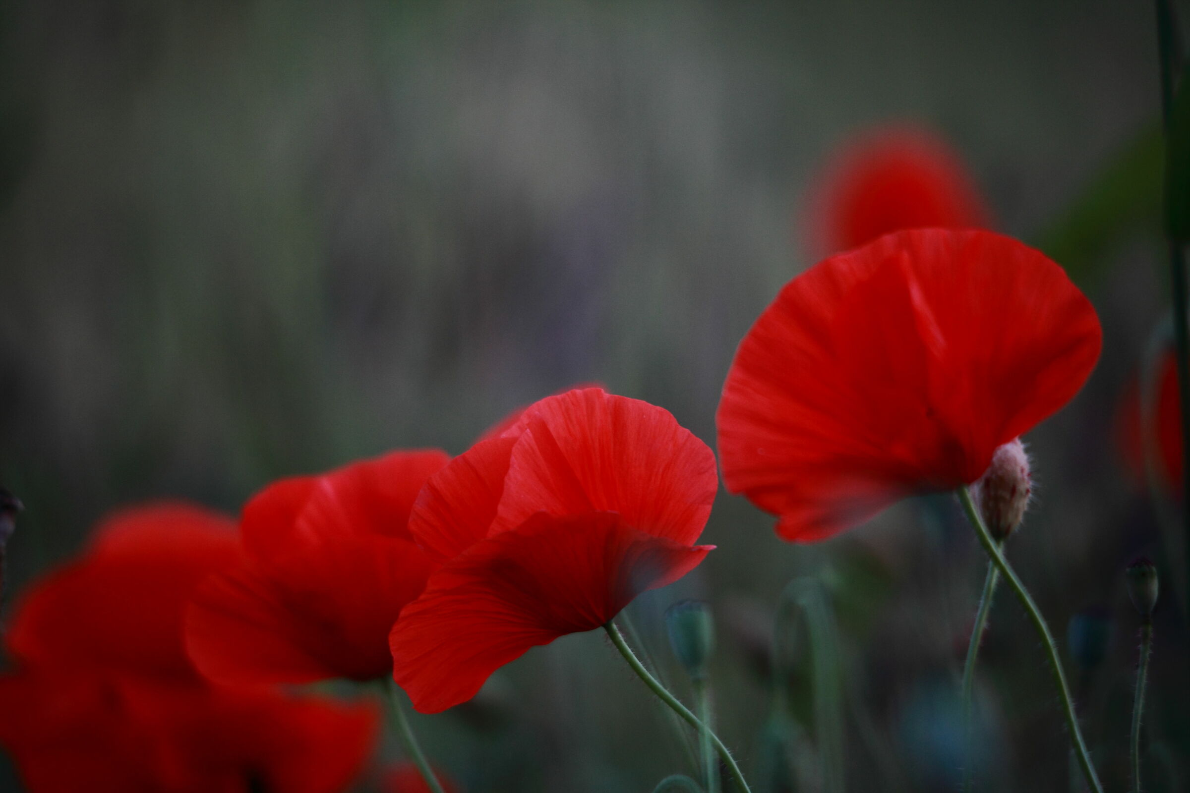 La delicatezza del Rosso
