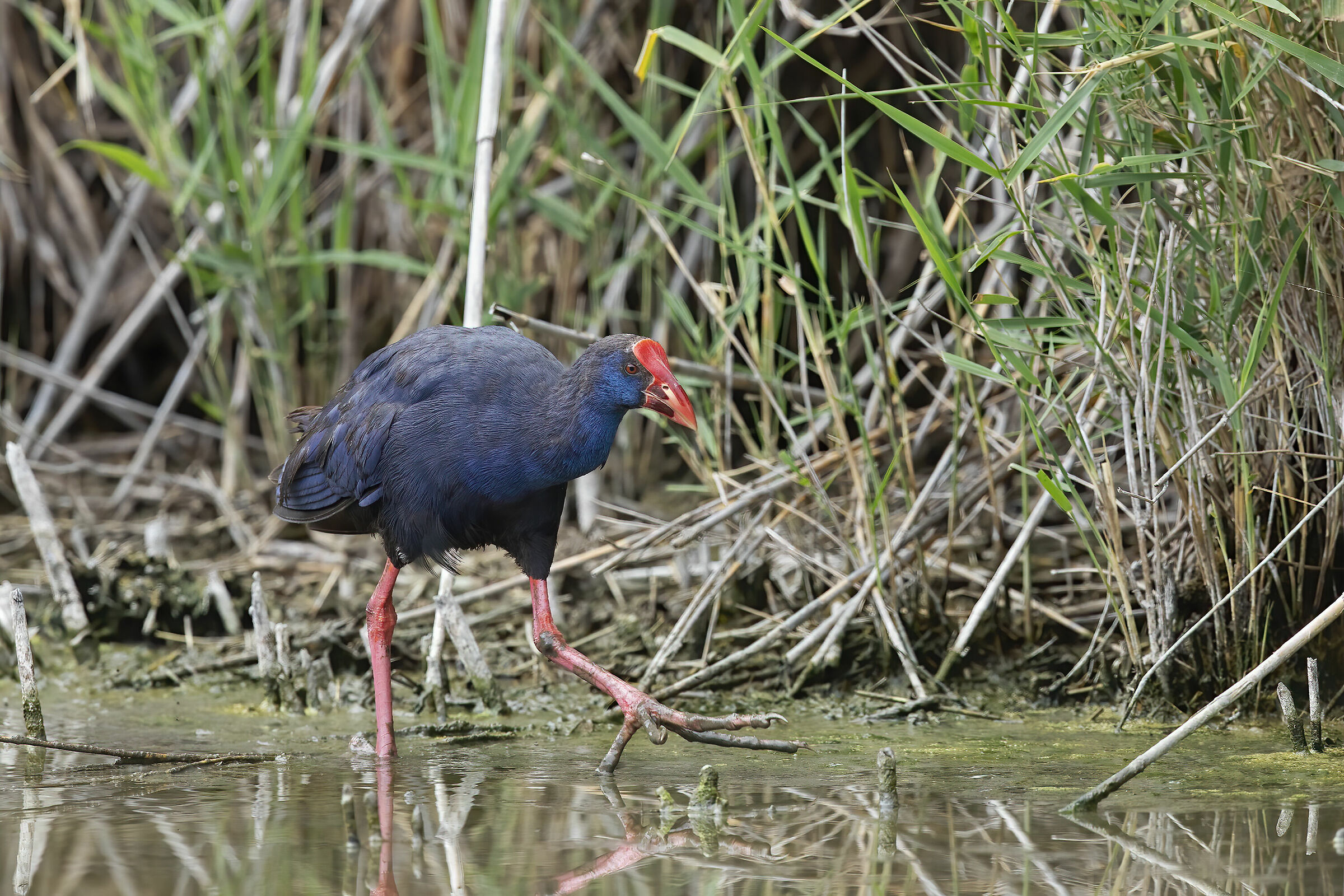 chicken sultan (porphyrio porphyrio)