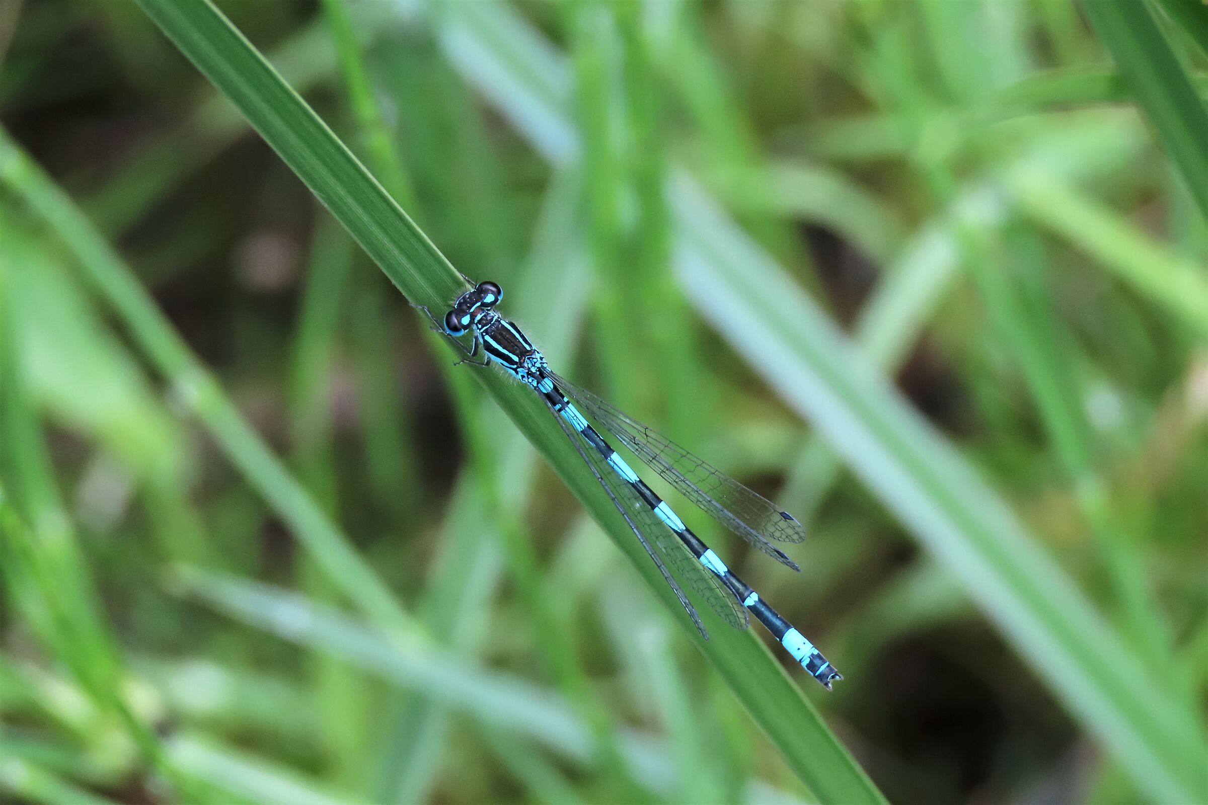 coenagrion mercuriale maschio