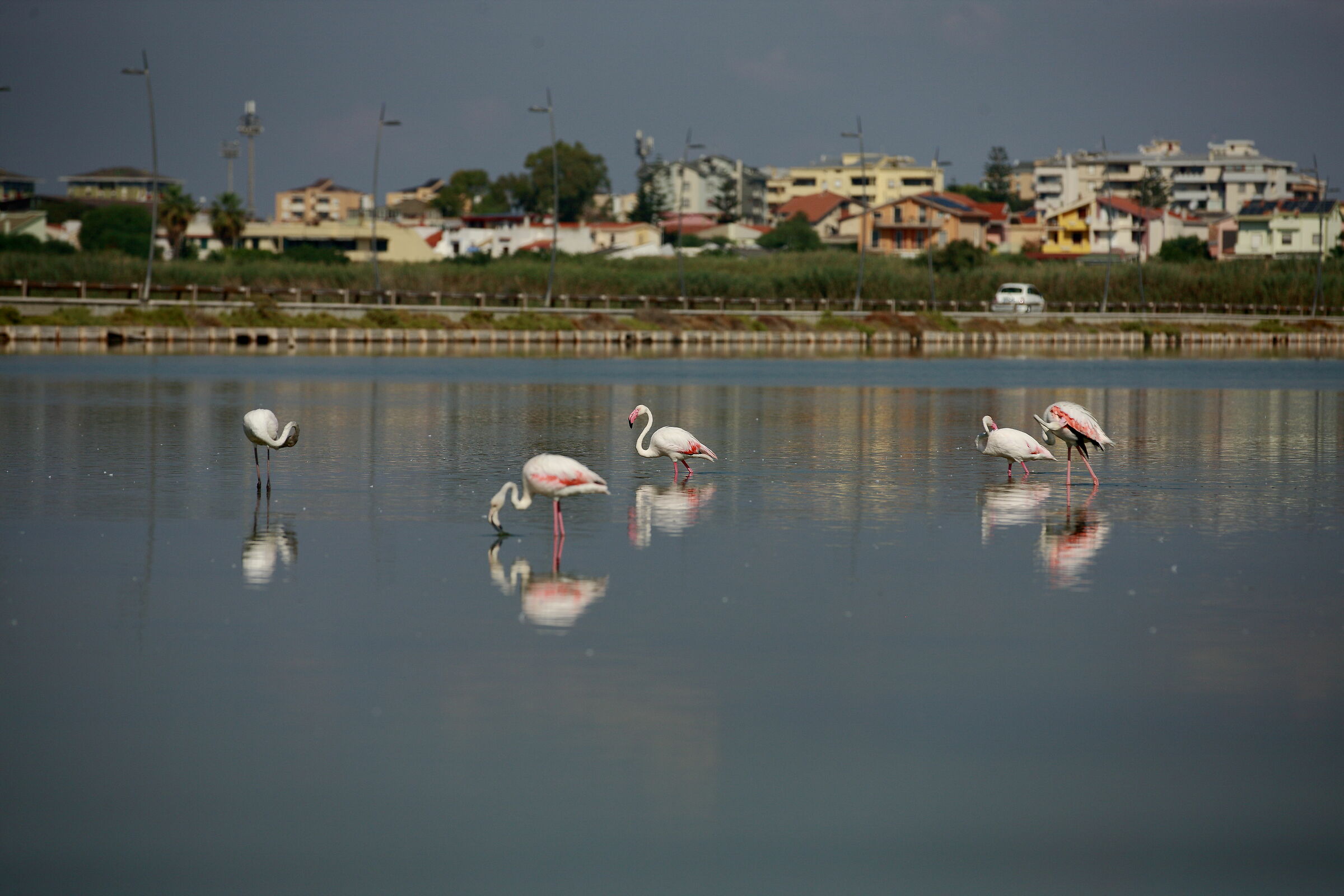 Fenicotteri in Libertà