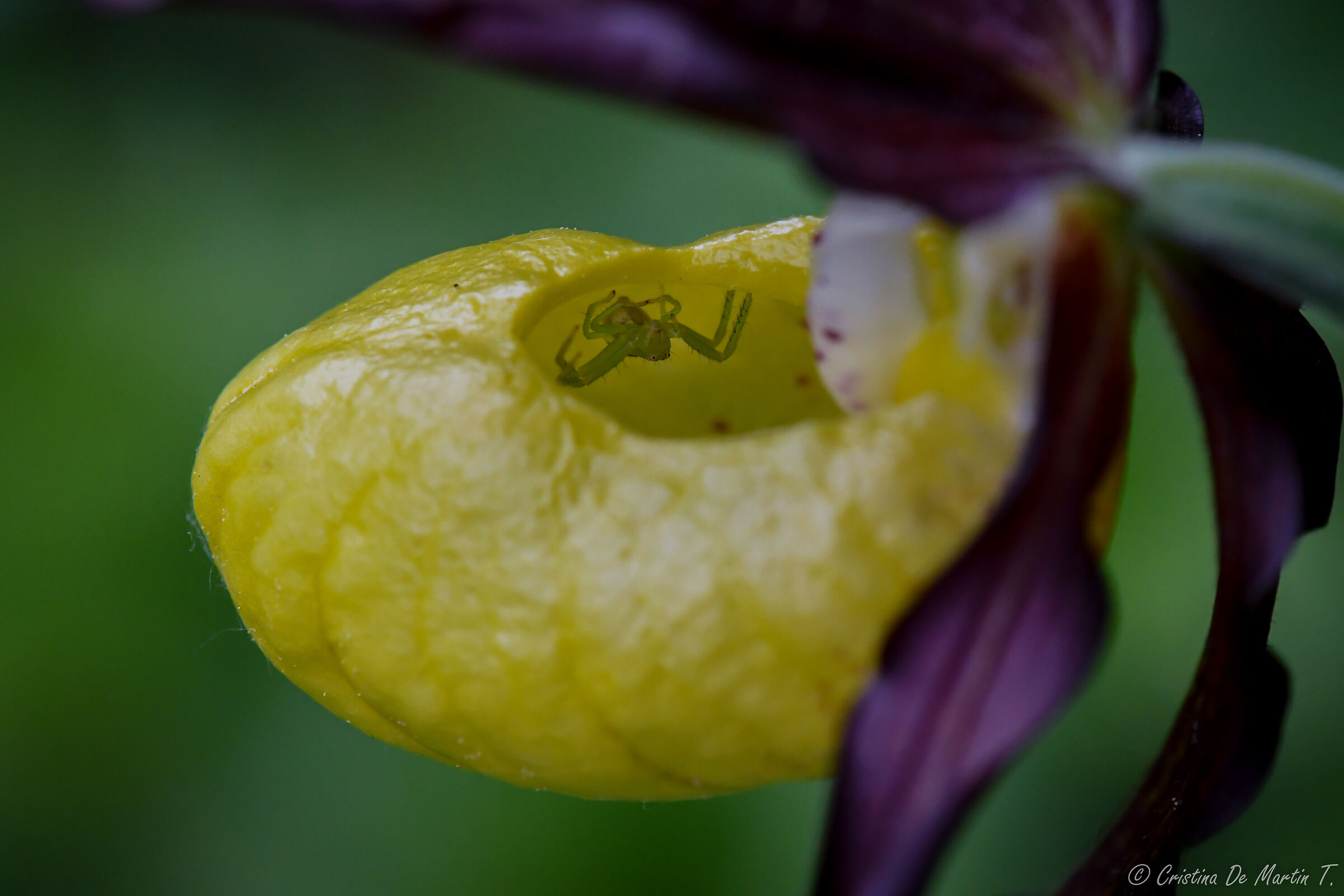 The l'lquilino of Venus' shoe