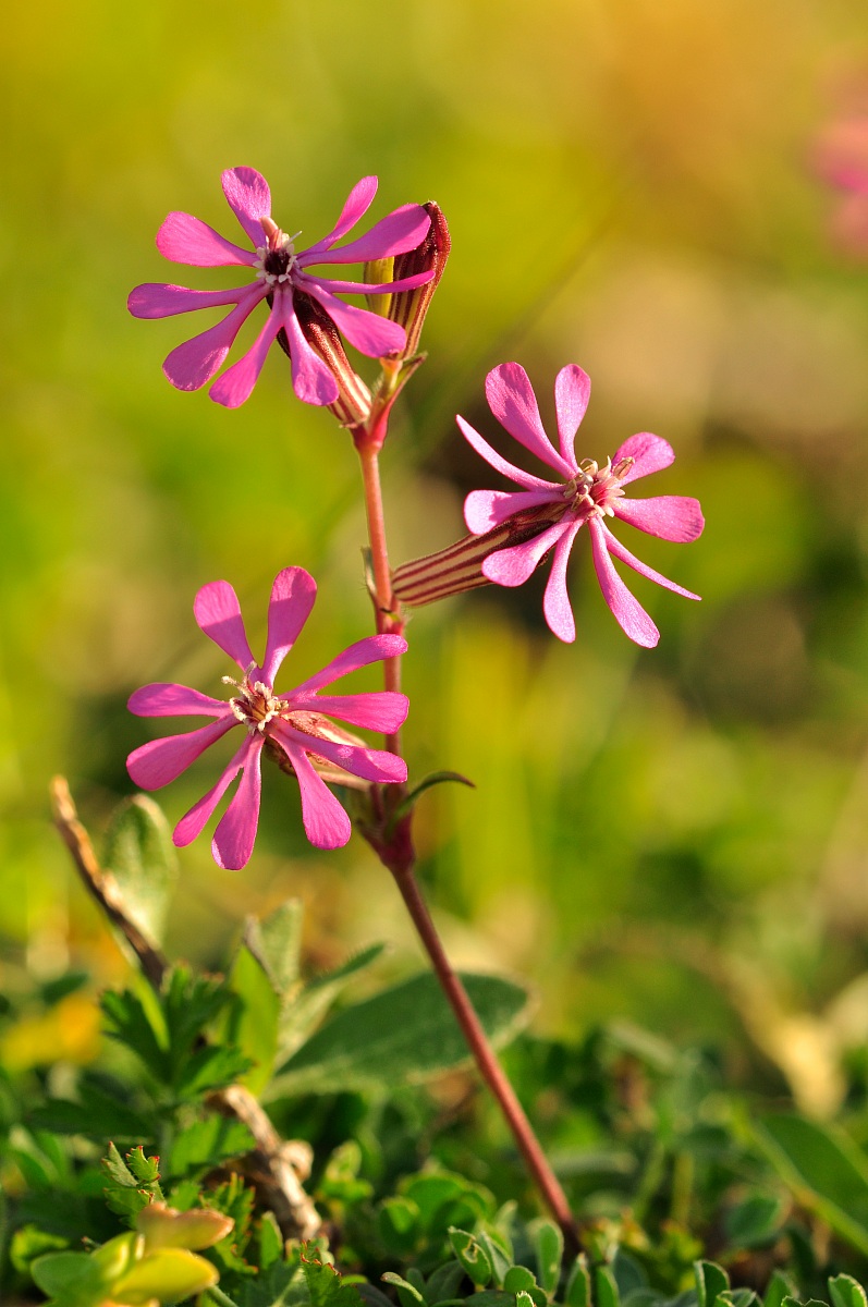 Silene Colorata