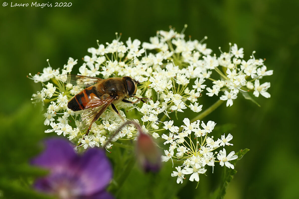 Syrphidae