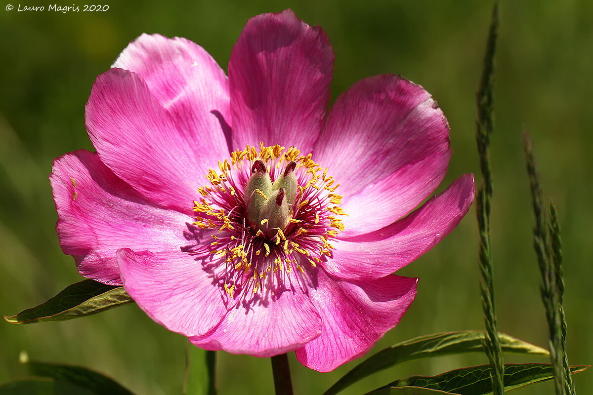 Peonia