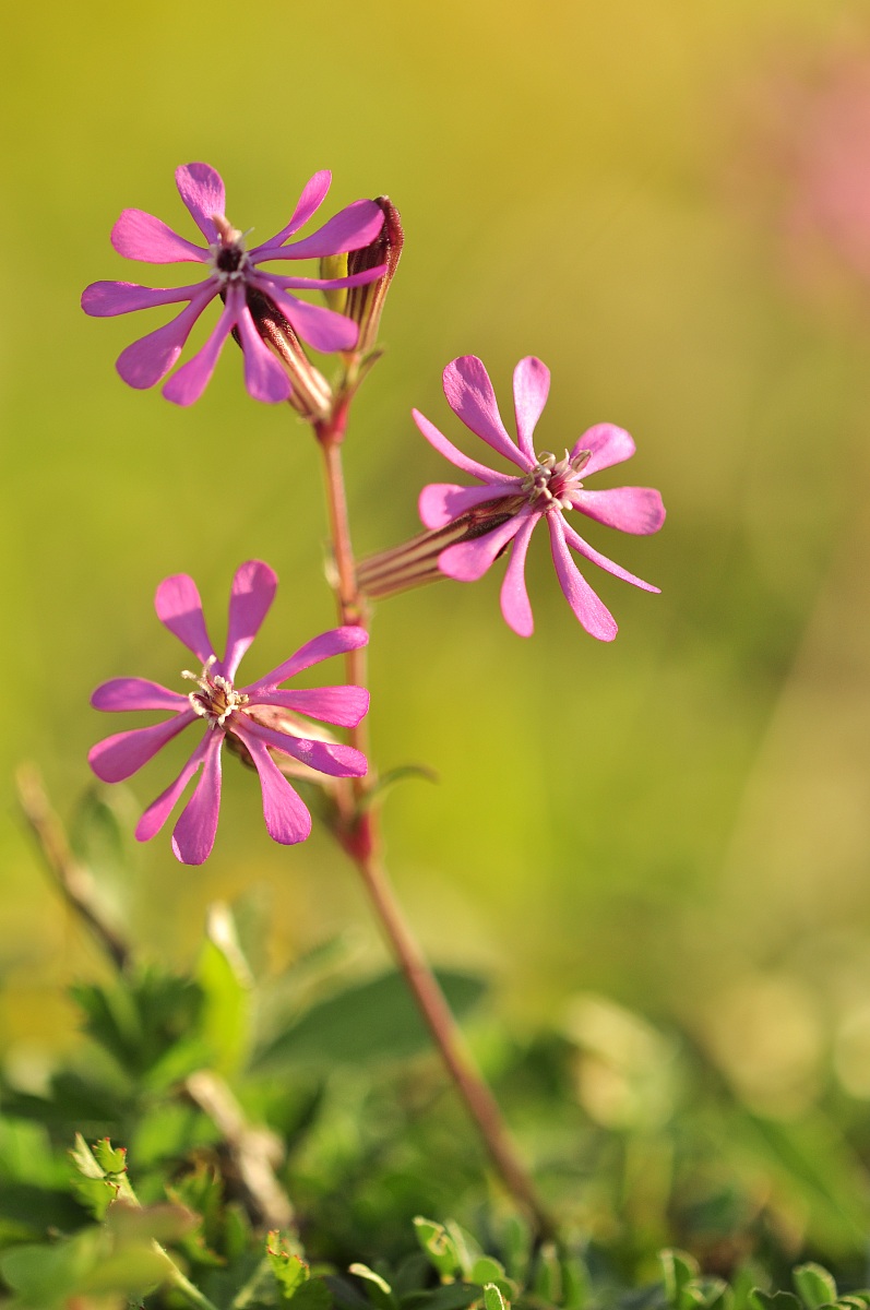 Silene Colorata2
