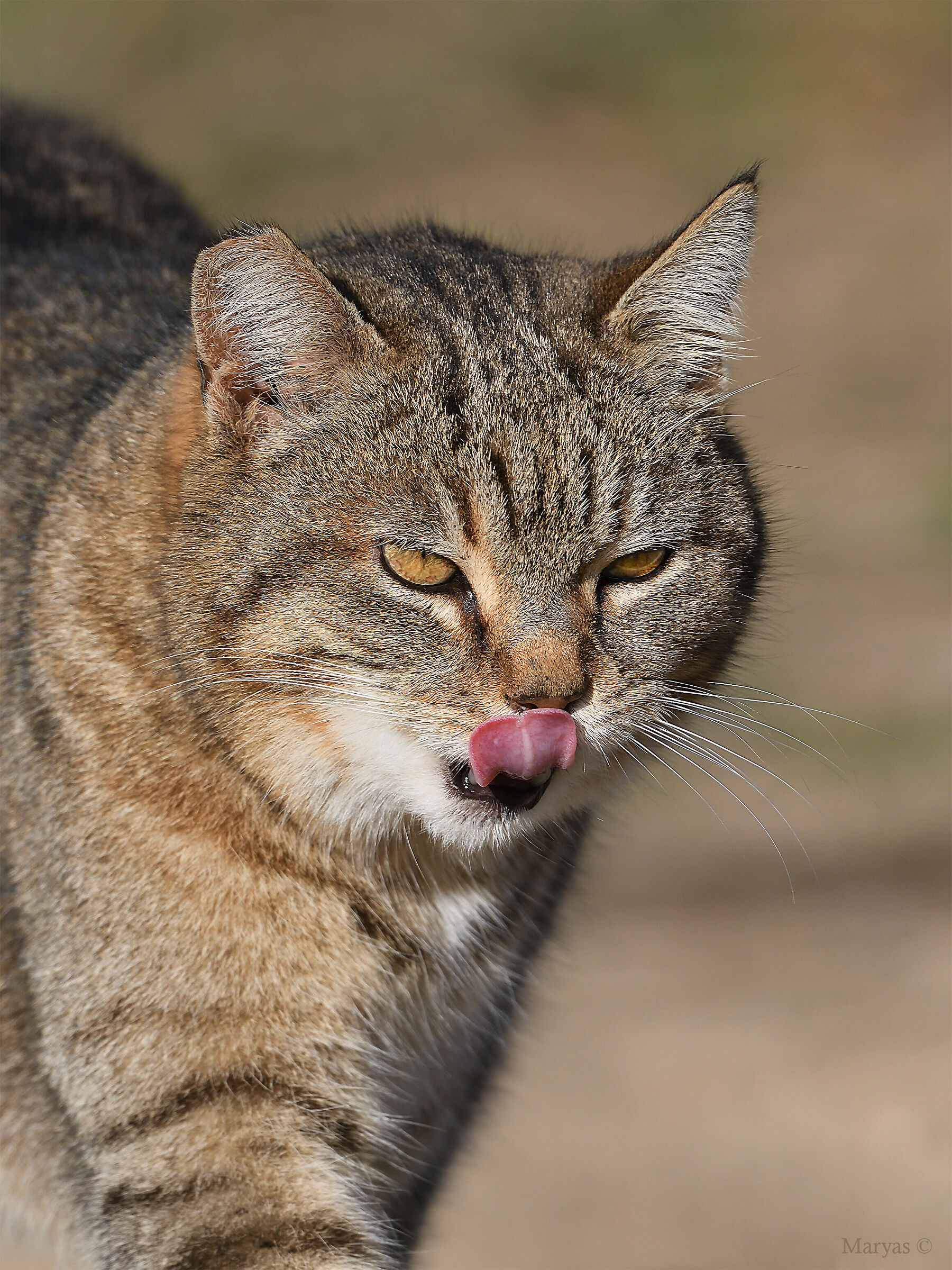 ...da leccarsi i baffi...