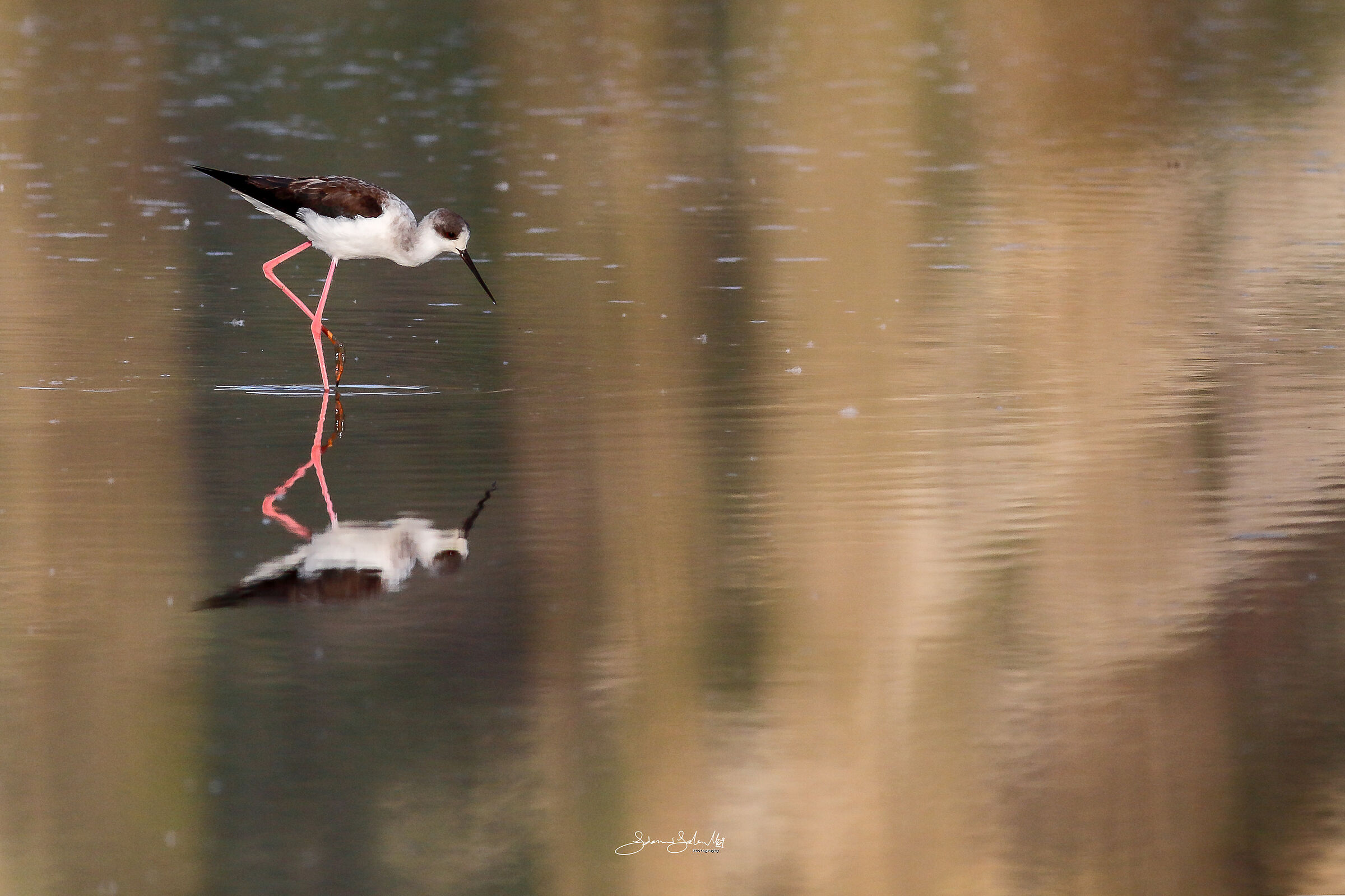 Riflesso dietro le quinte (Himantopus h.,Linnaeus,1758)