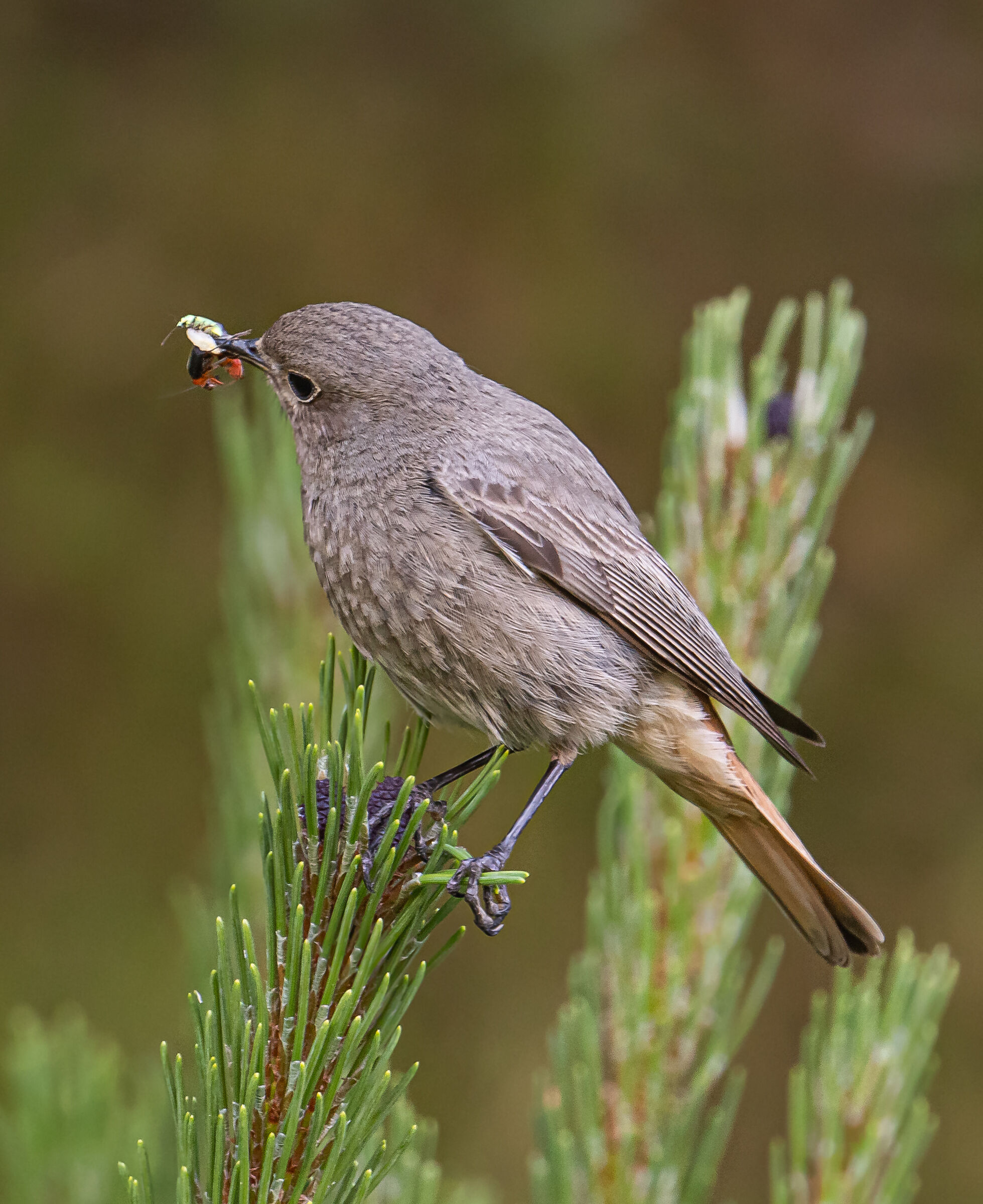Codirosso with socket