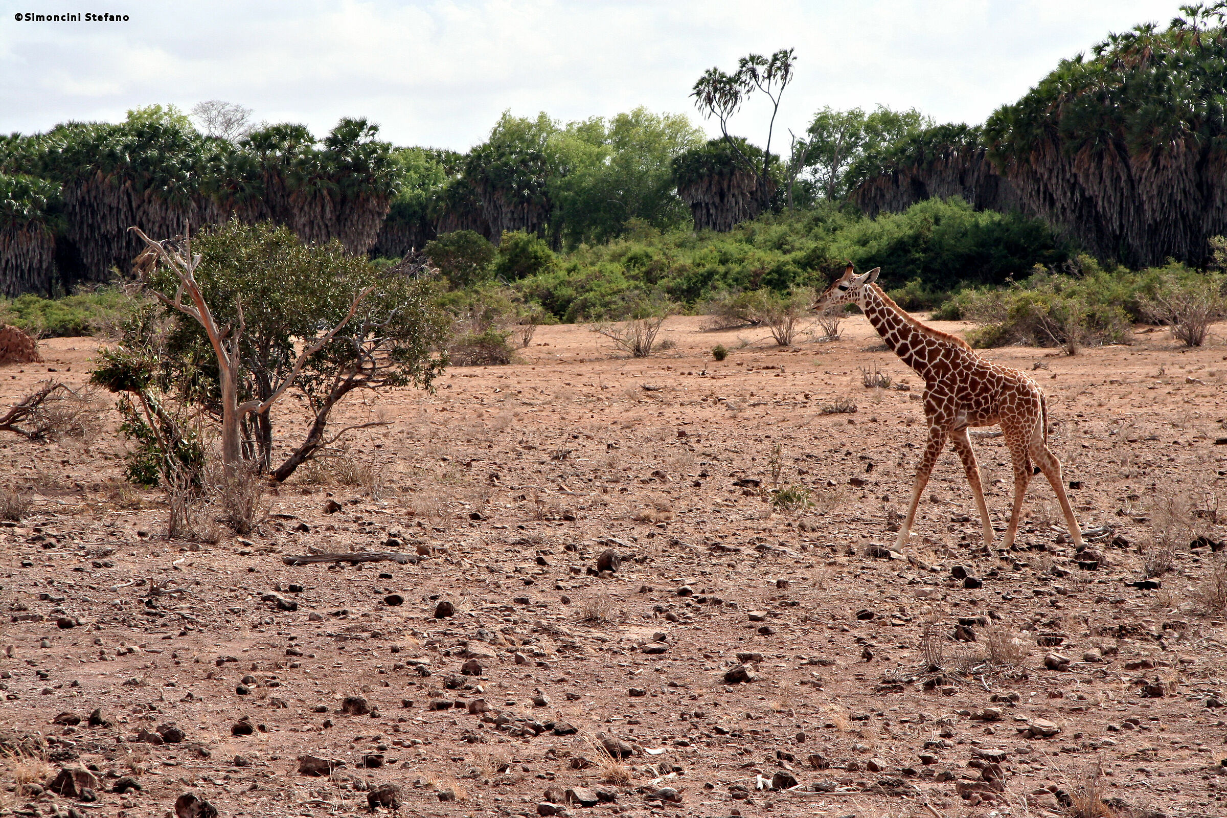 Zebra, puppy (Tsavo East, Kenya)