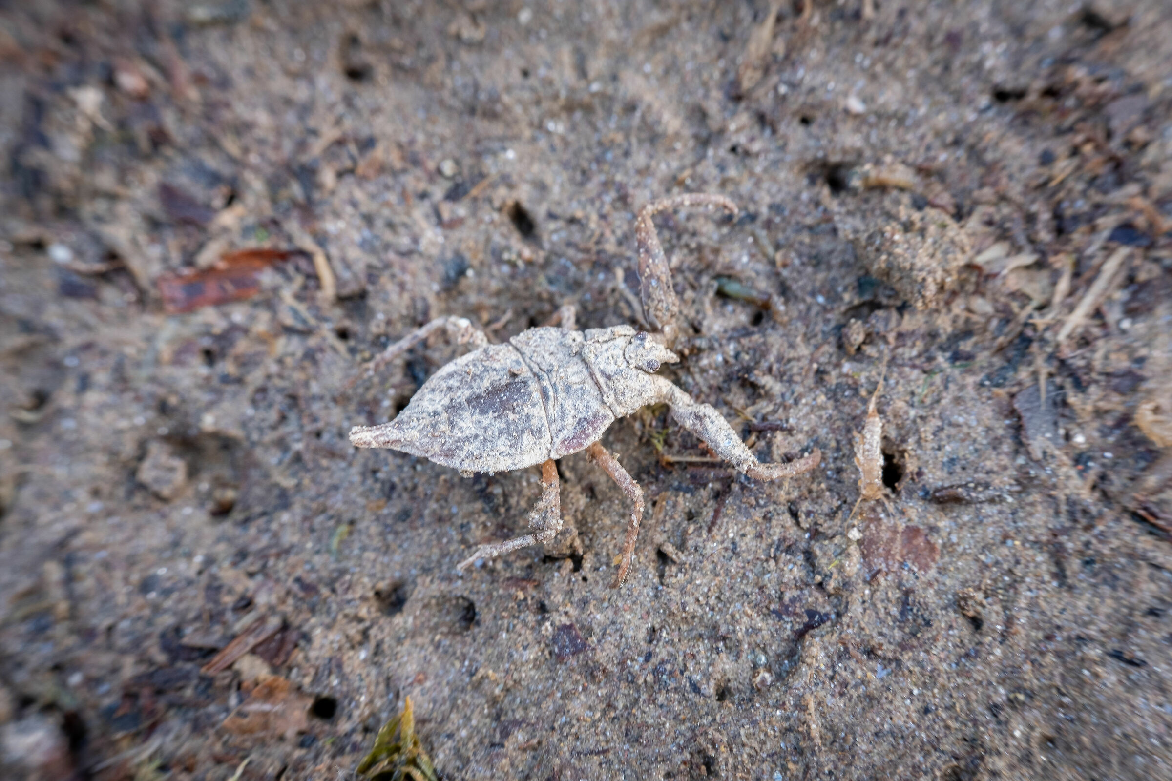 Sing me or hairless diva Achille the wrathful wrath