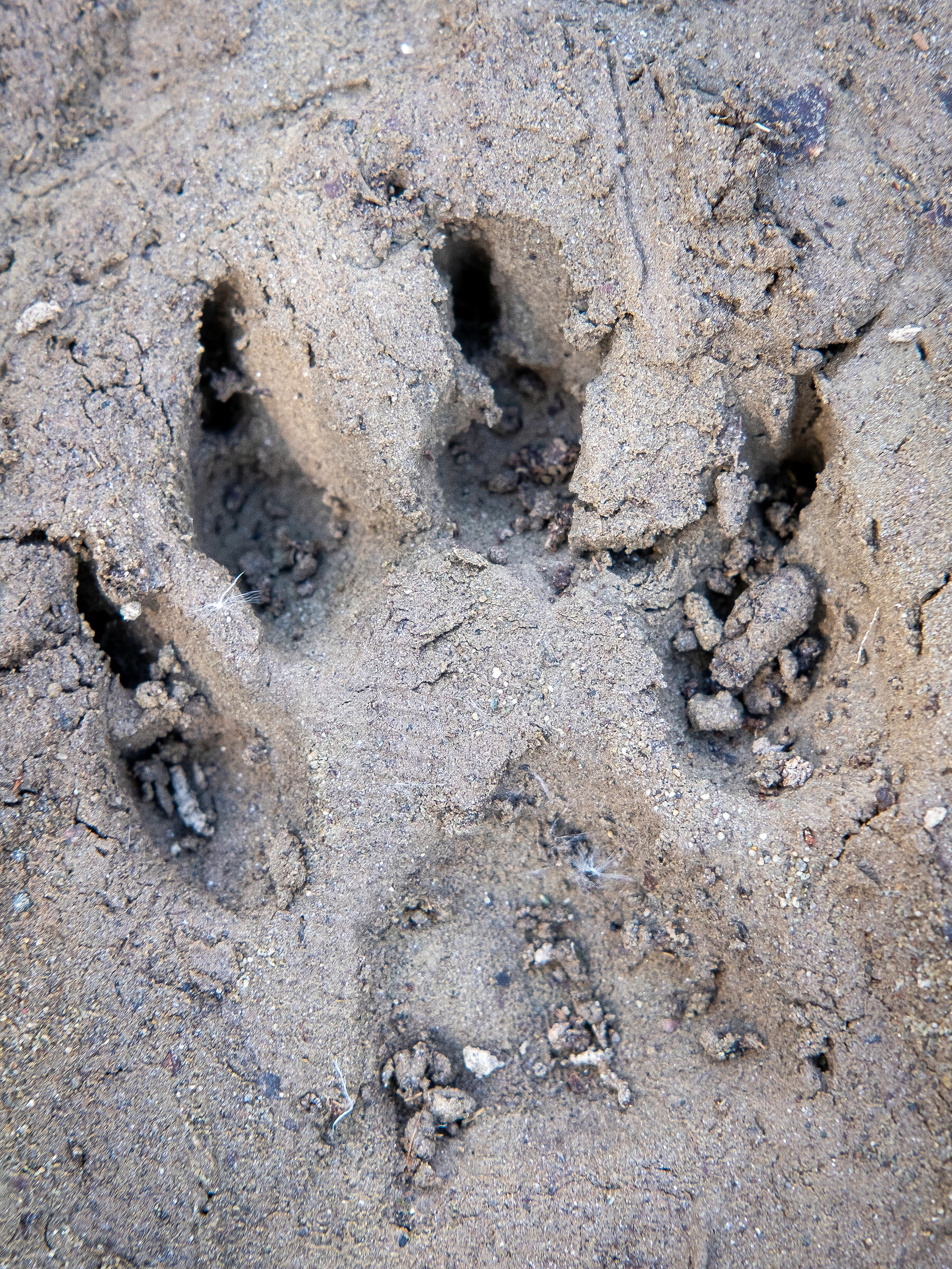 Miscellaneous Robes 1/3