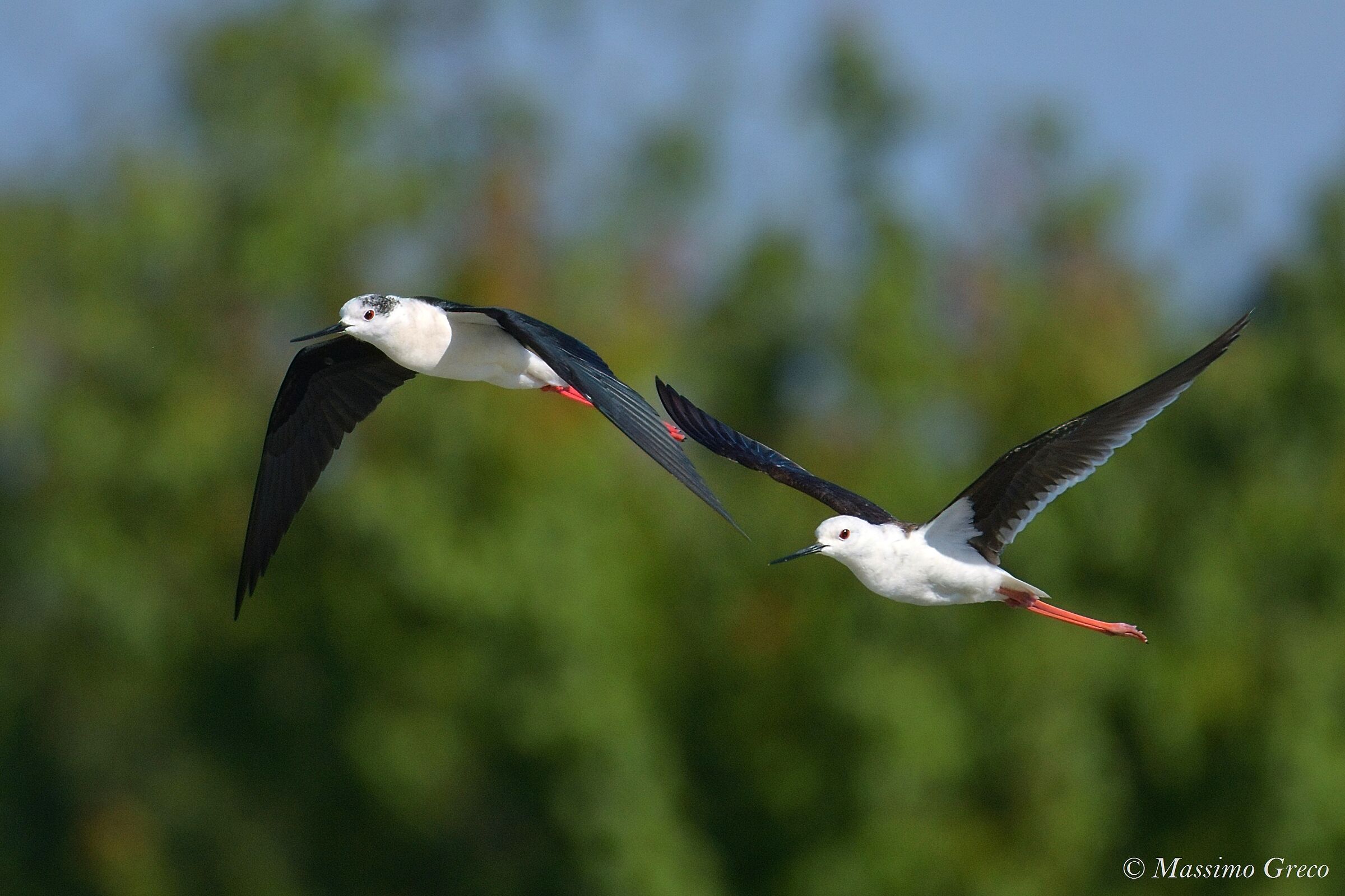 Couple of Knights of Italy