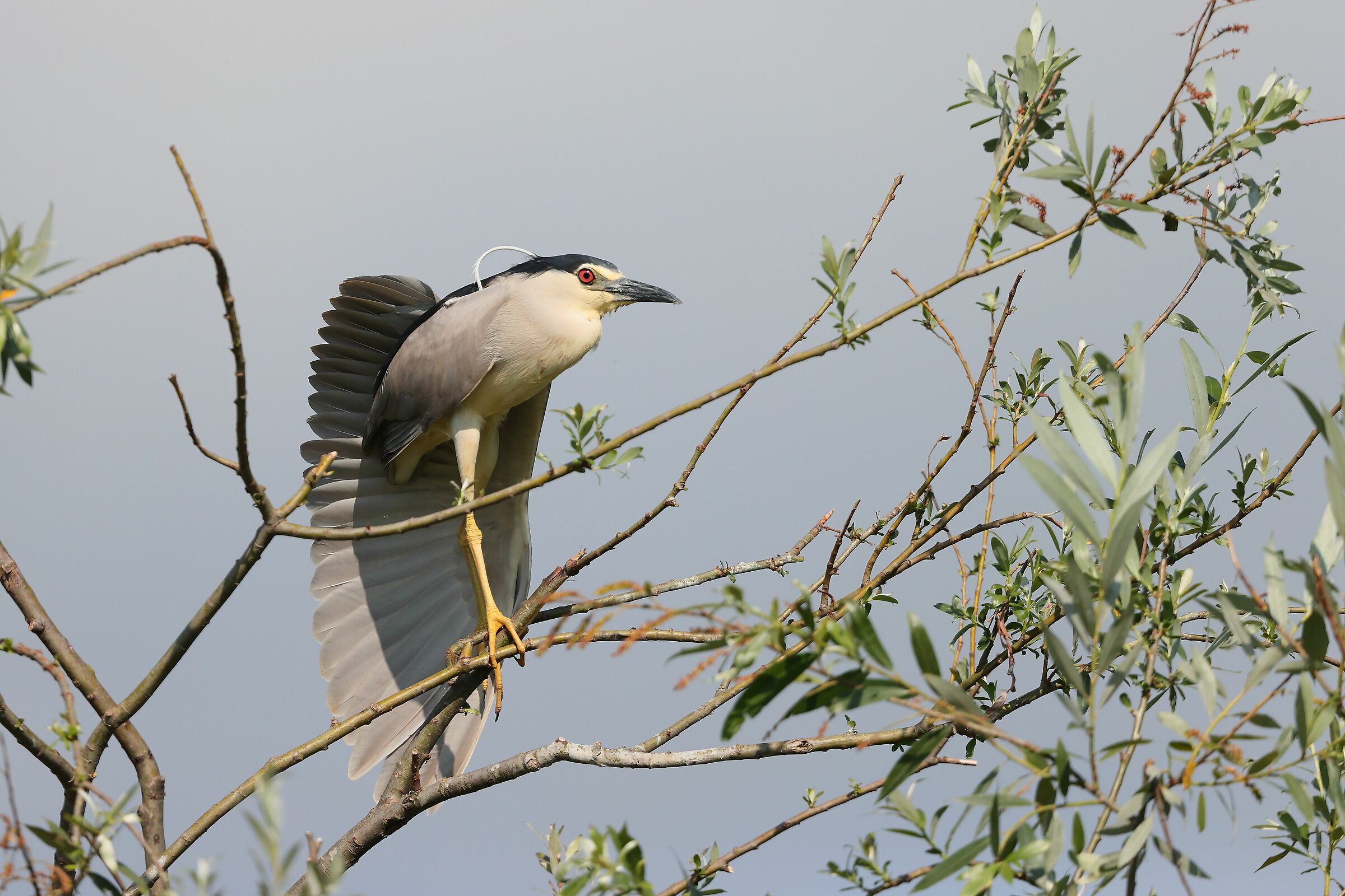 Nitticora (Nycticorax nycticorax)