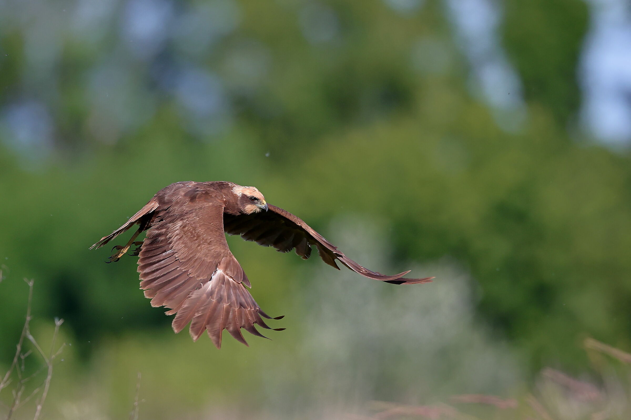 Falco di palude femmina (Circus aeruginosus)