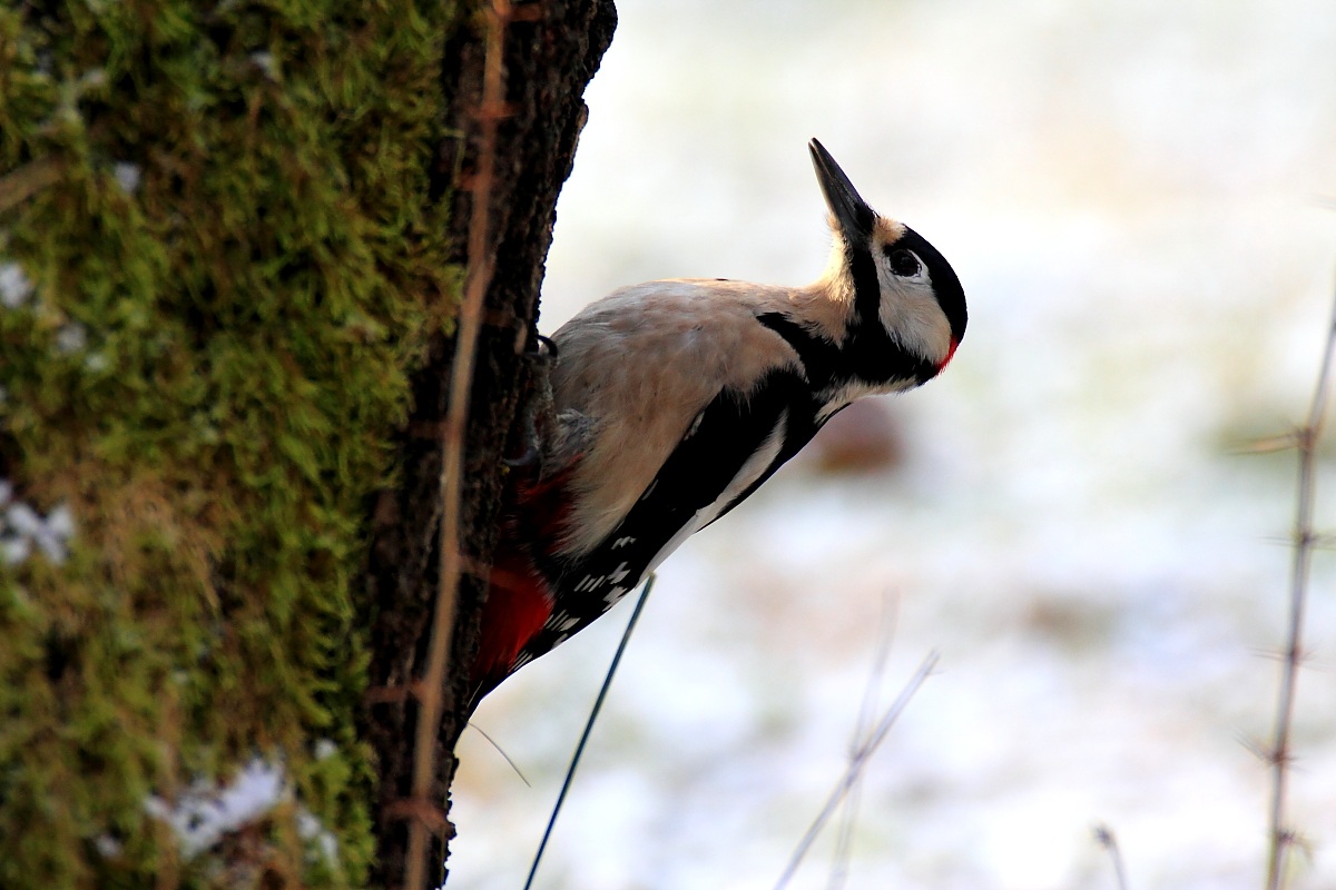 Picchio rosso maggiore 1