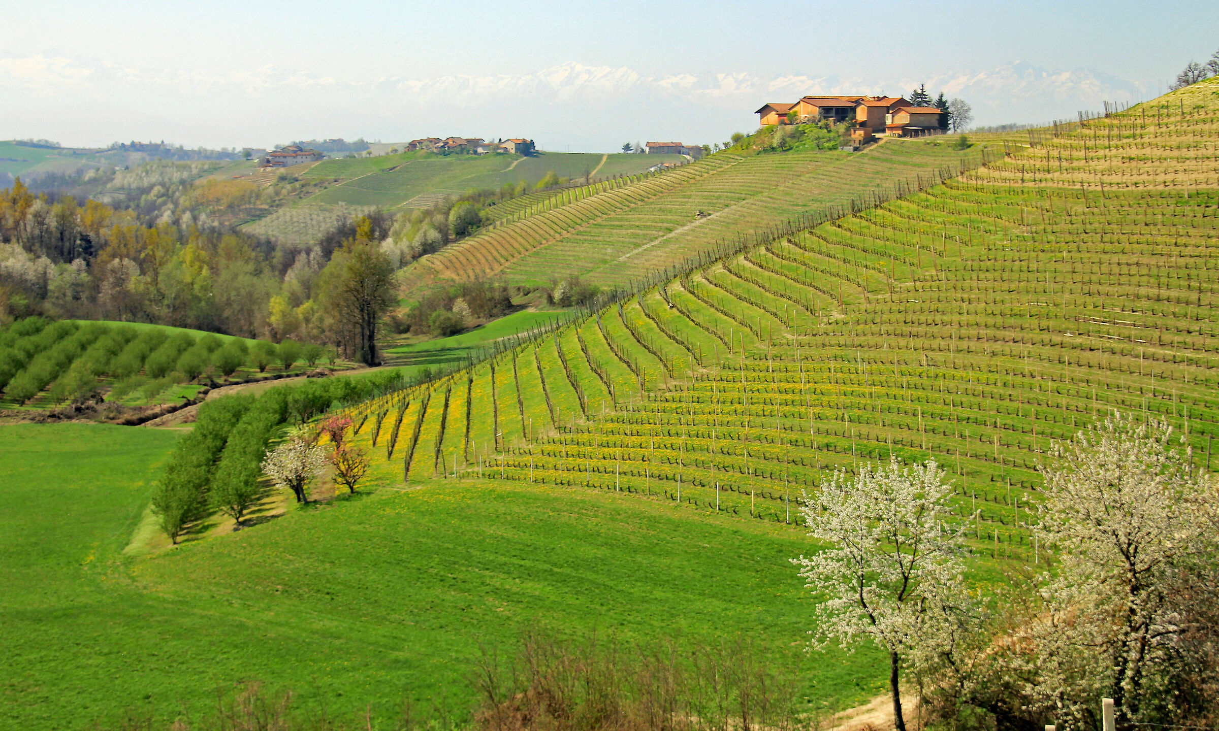 Primavera nelle Langhe