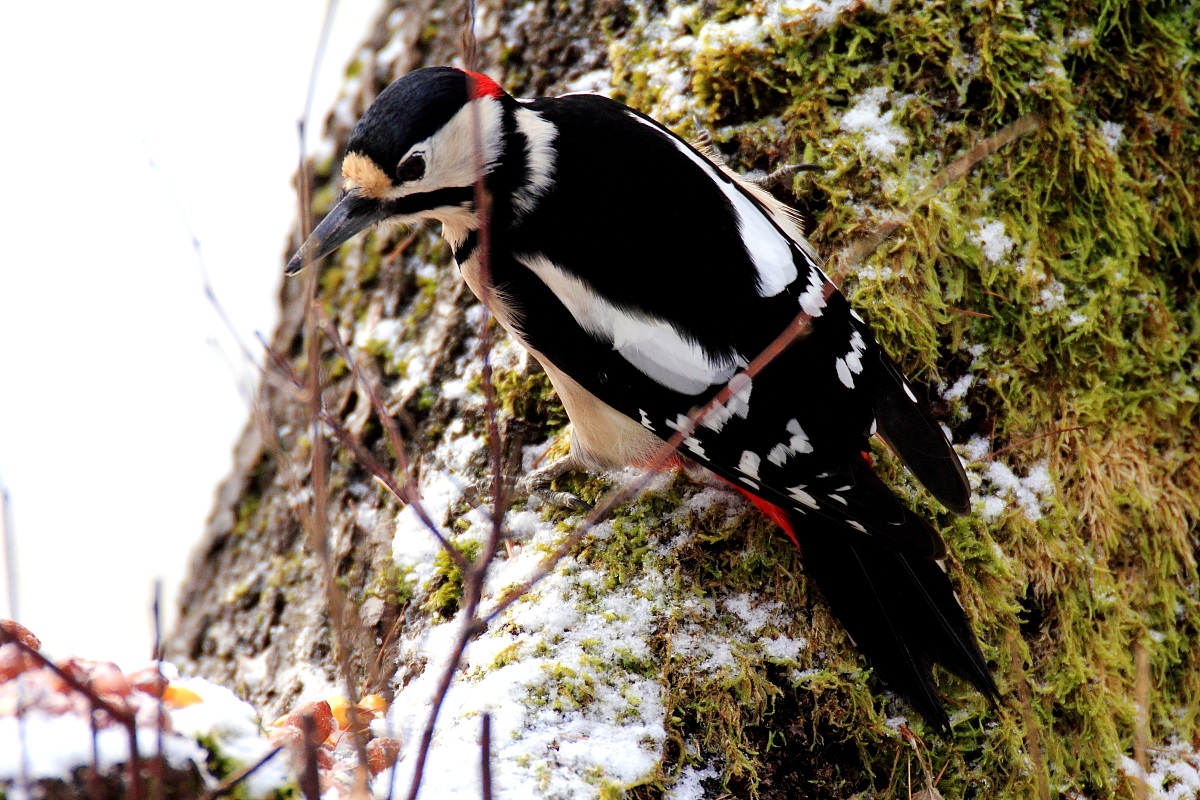 picchio rosso maggiore 2