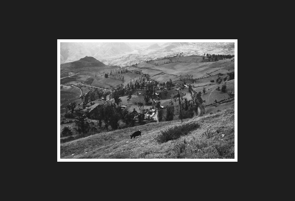 Peruvian cow in huaraz, 1994