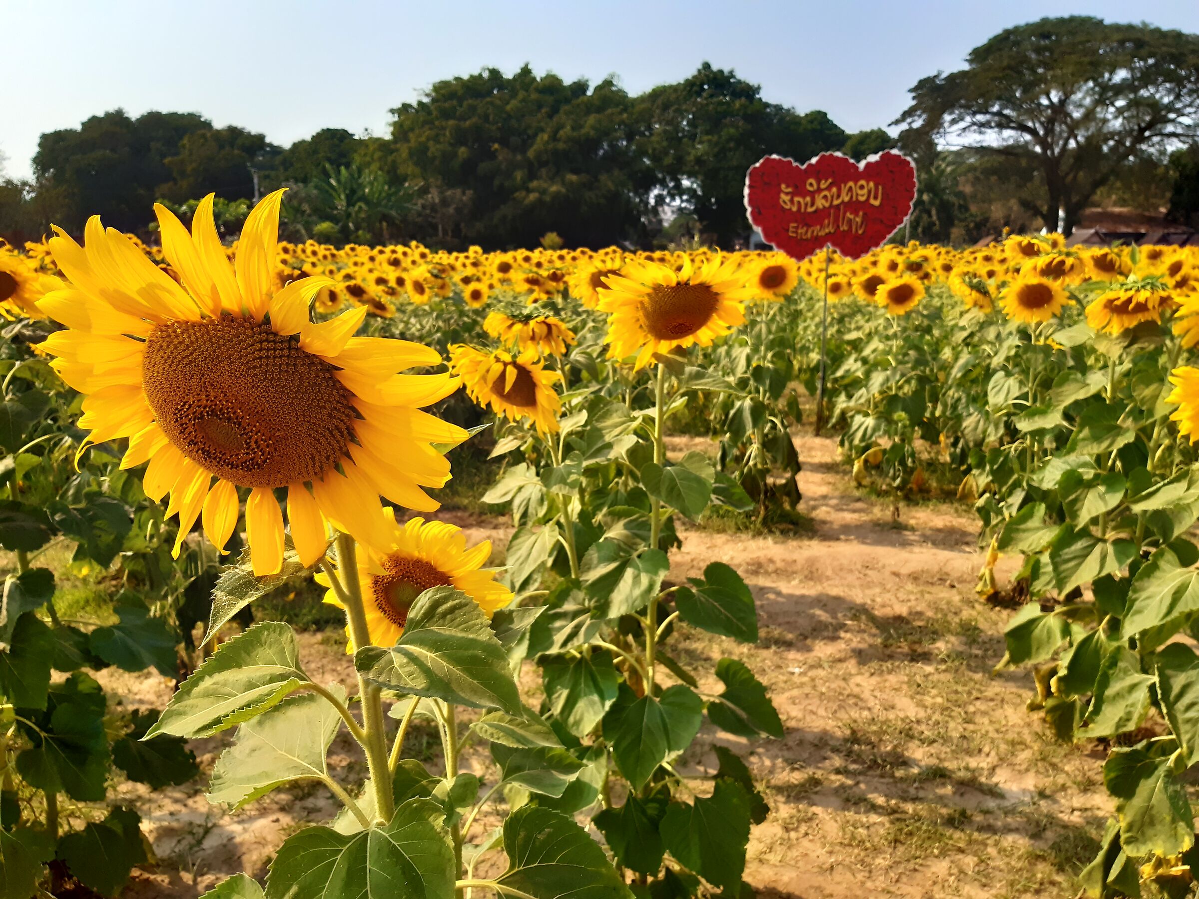 Girasoli in Laos