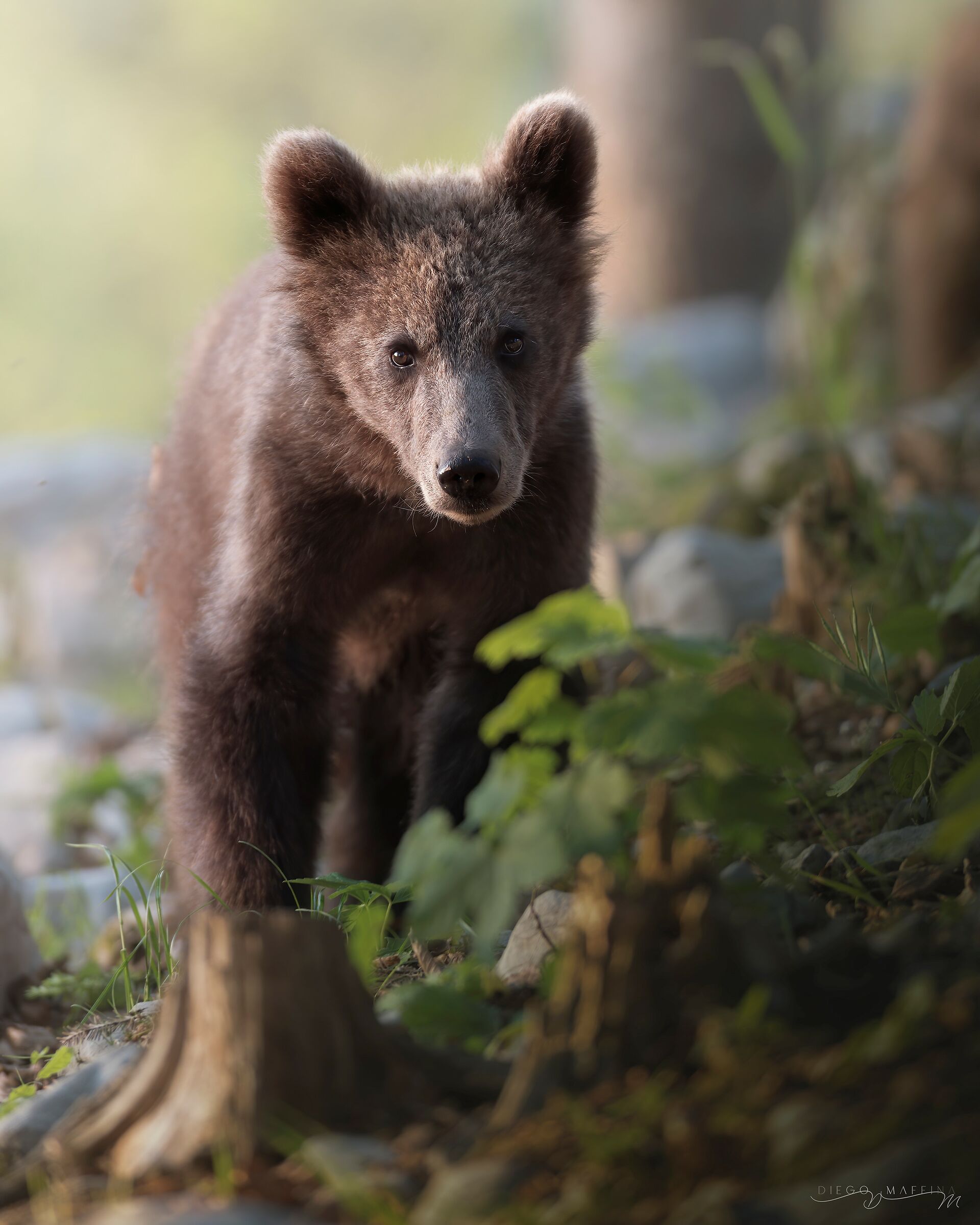 Forest Life, New Hampshire