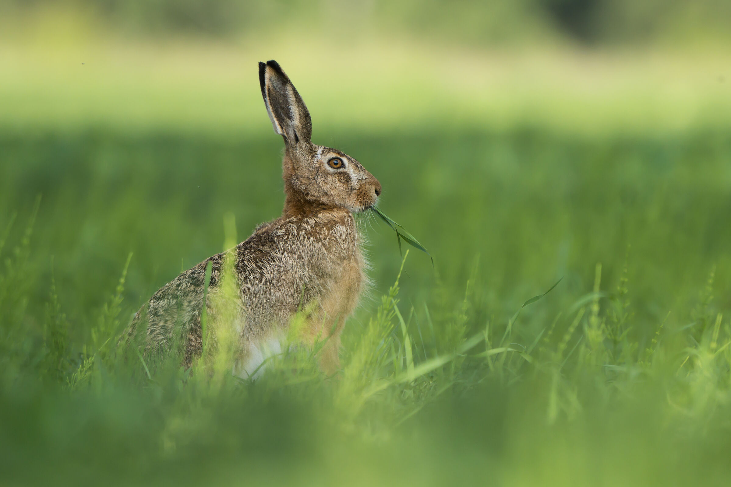 Lepre marrone (Lepus europaeus)