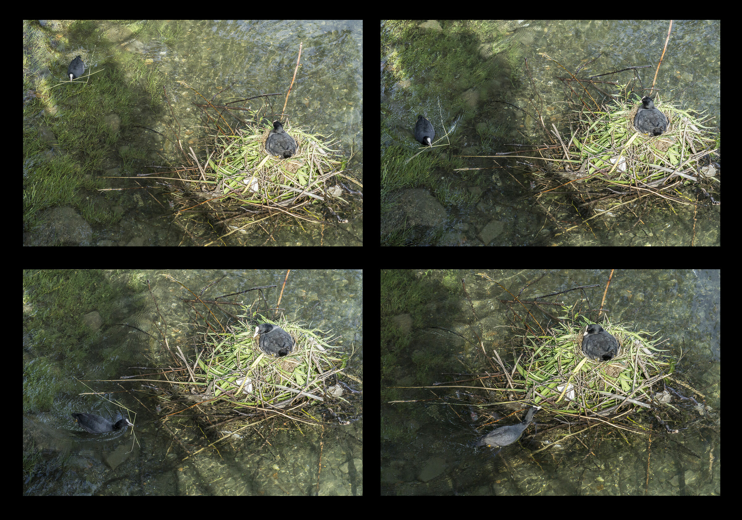 Pair of coots in their nest - 7