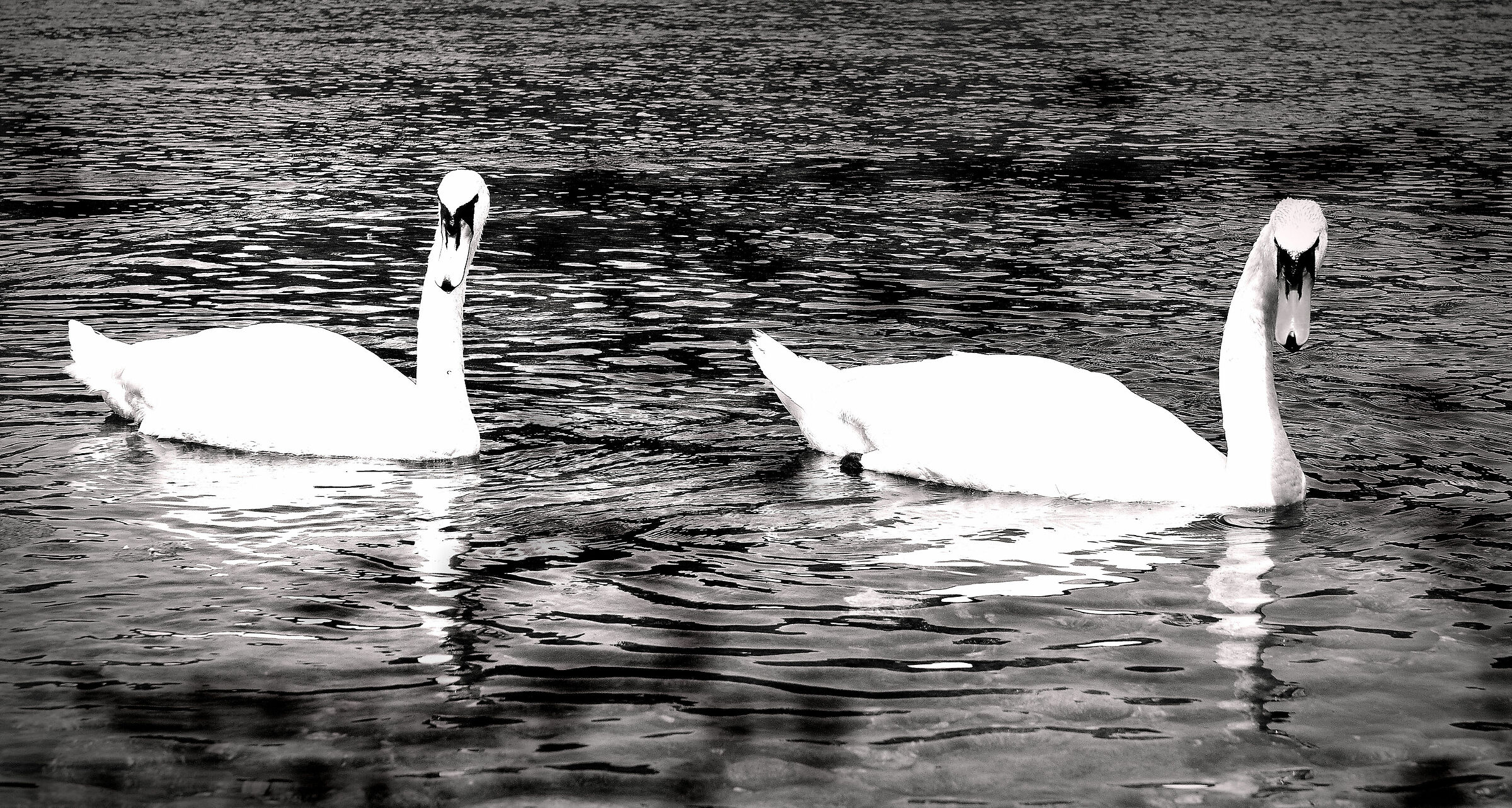 Synchronised Swimming