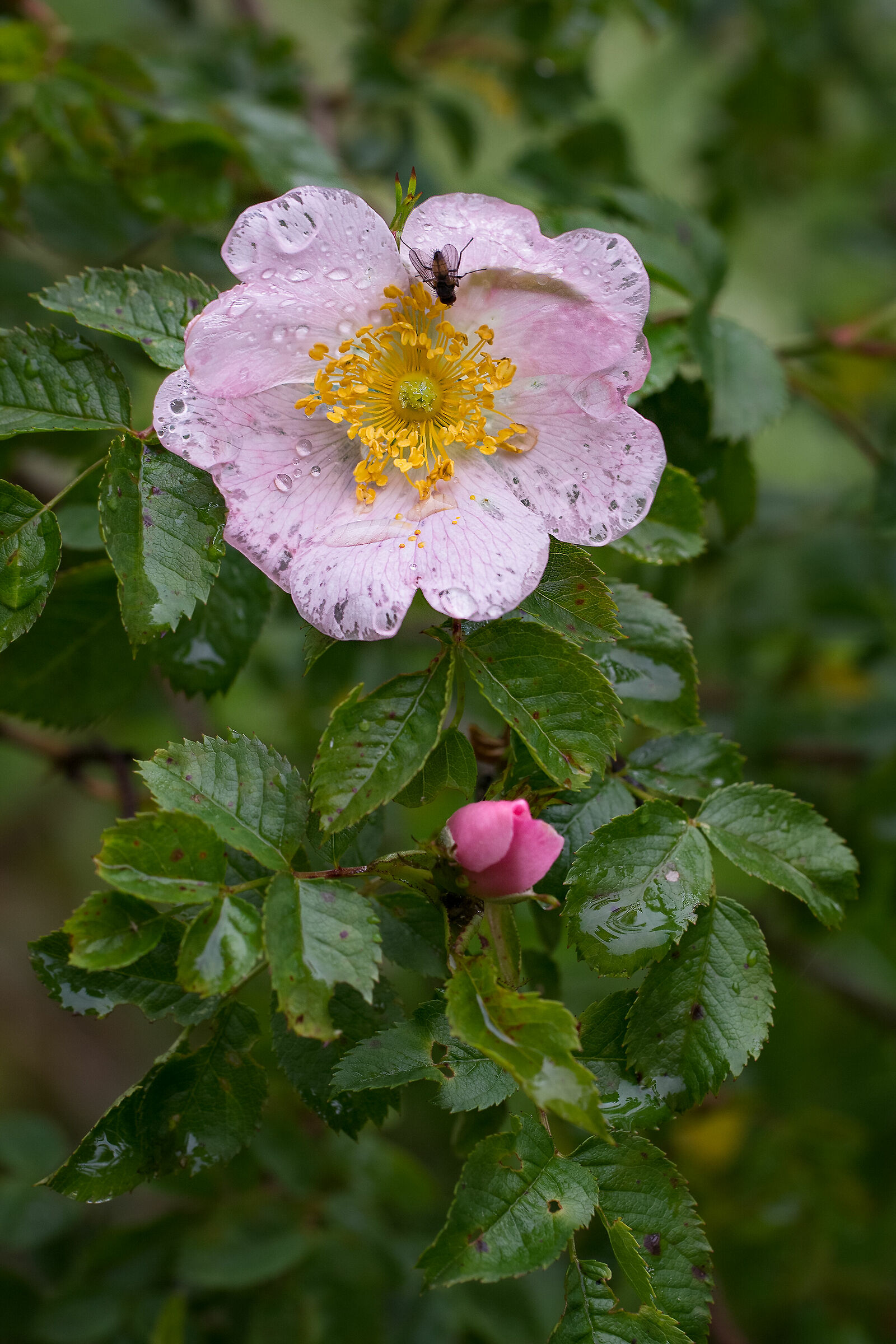Rosa canina