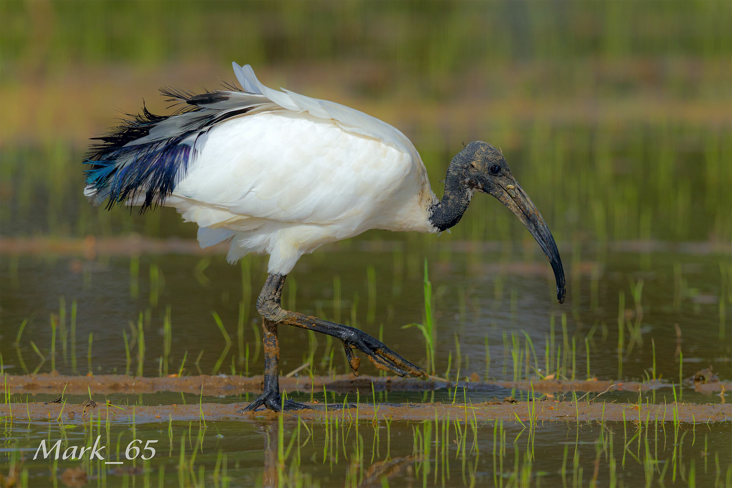 ibis