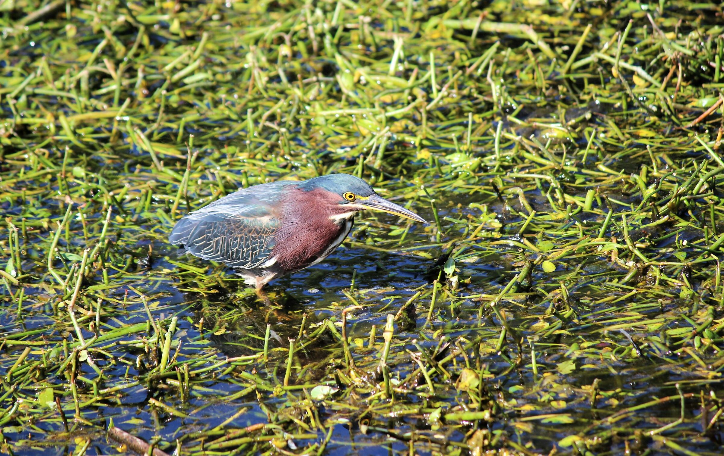 waiting for the green heron