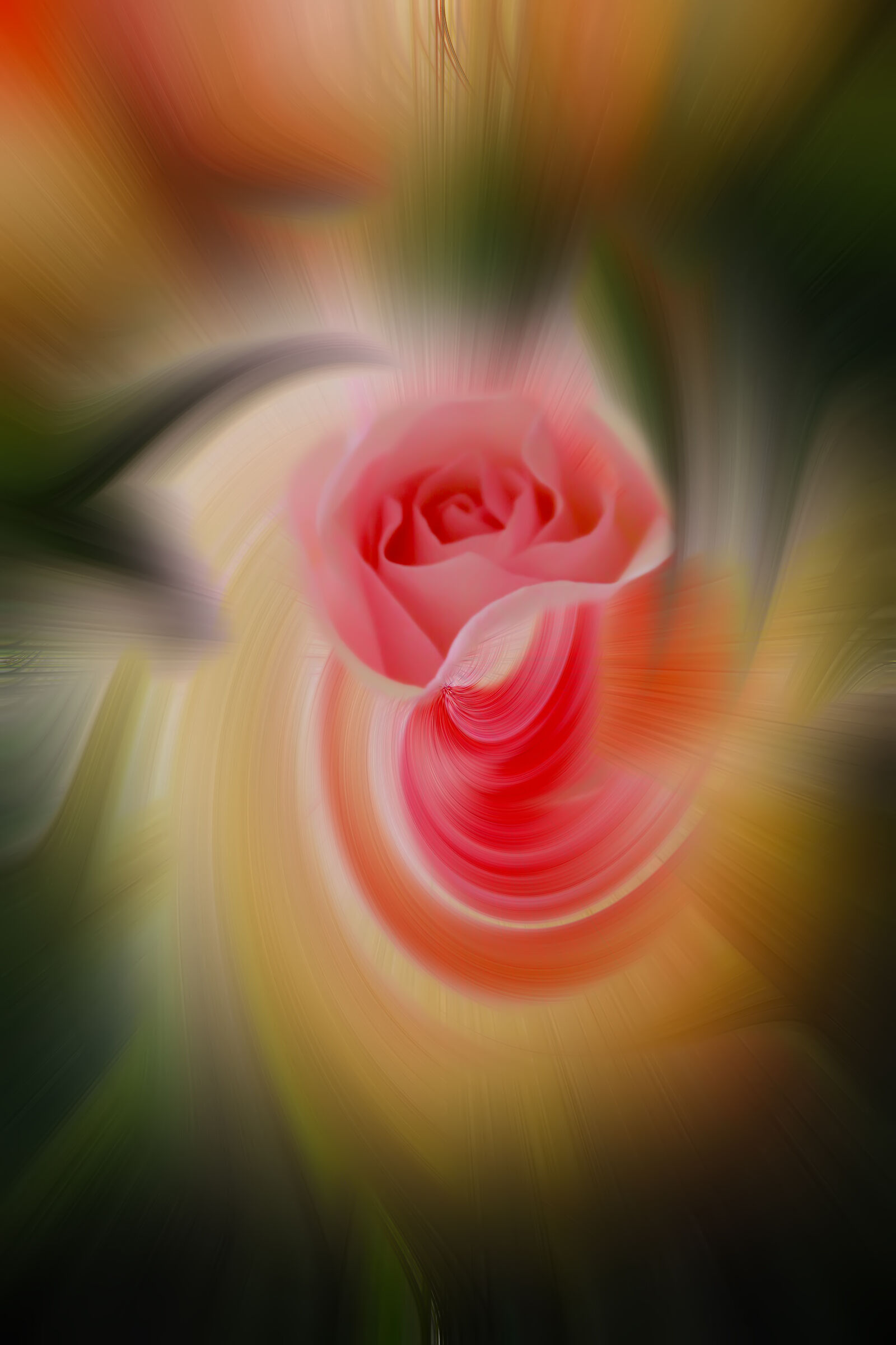 The Twirl Rose