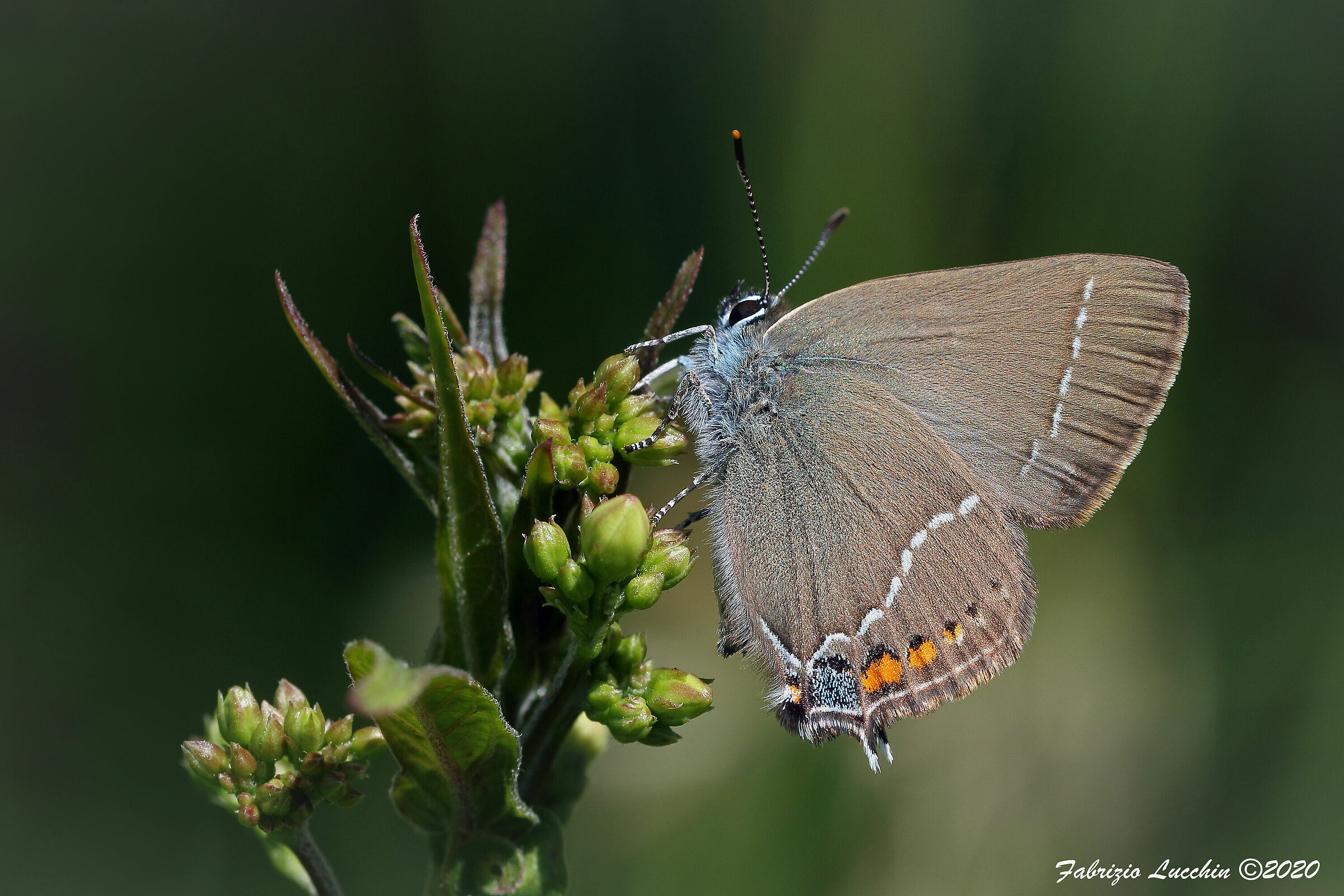 Satyrium spini