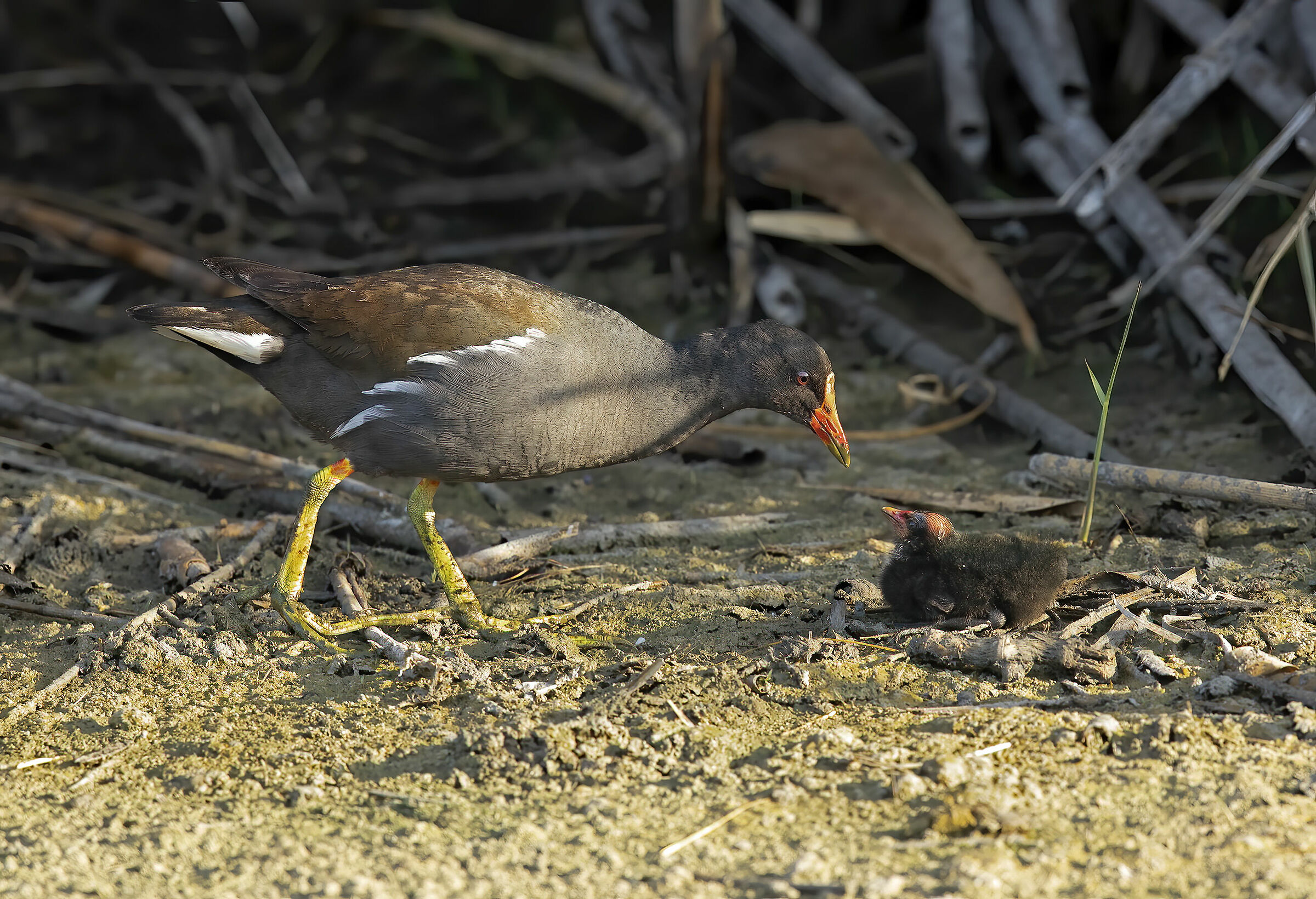 mother Gallinella and little