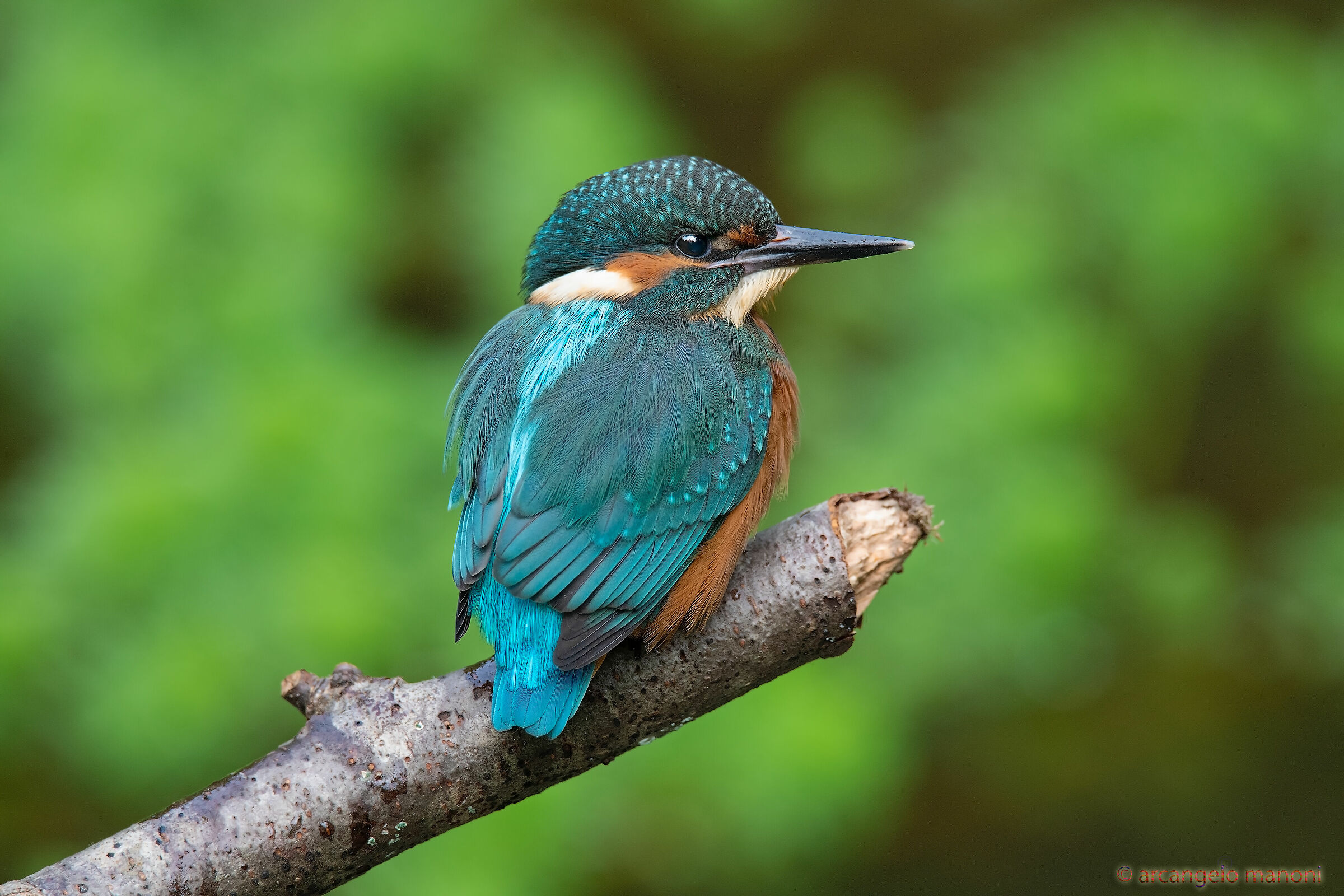 uN GIOVANISSIMO MARTINO AFTER THE FIRST BAGNO