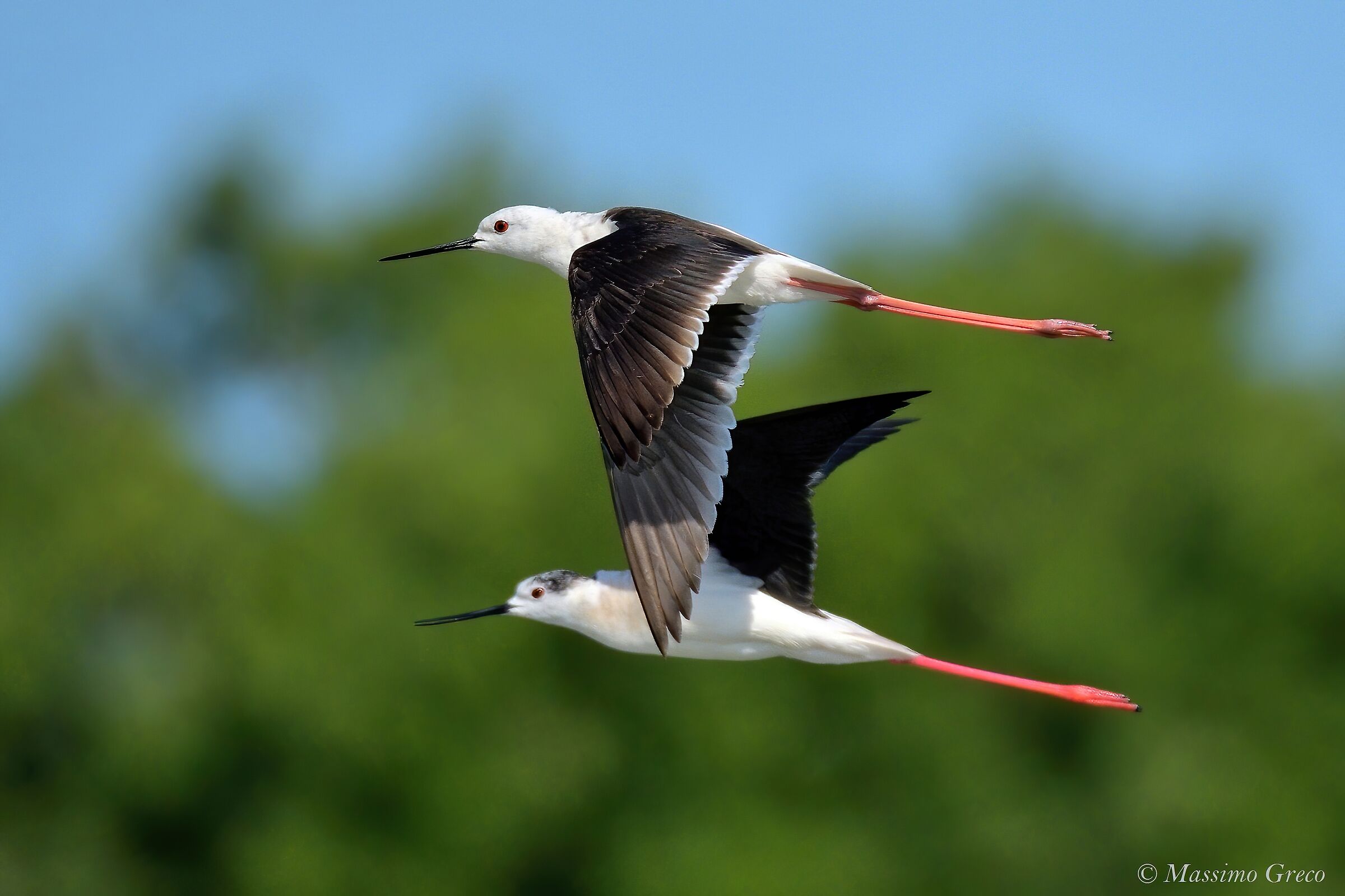 Couple Flight - Knights of Italy