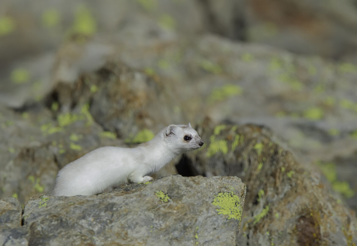 Autumn ermine1