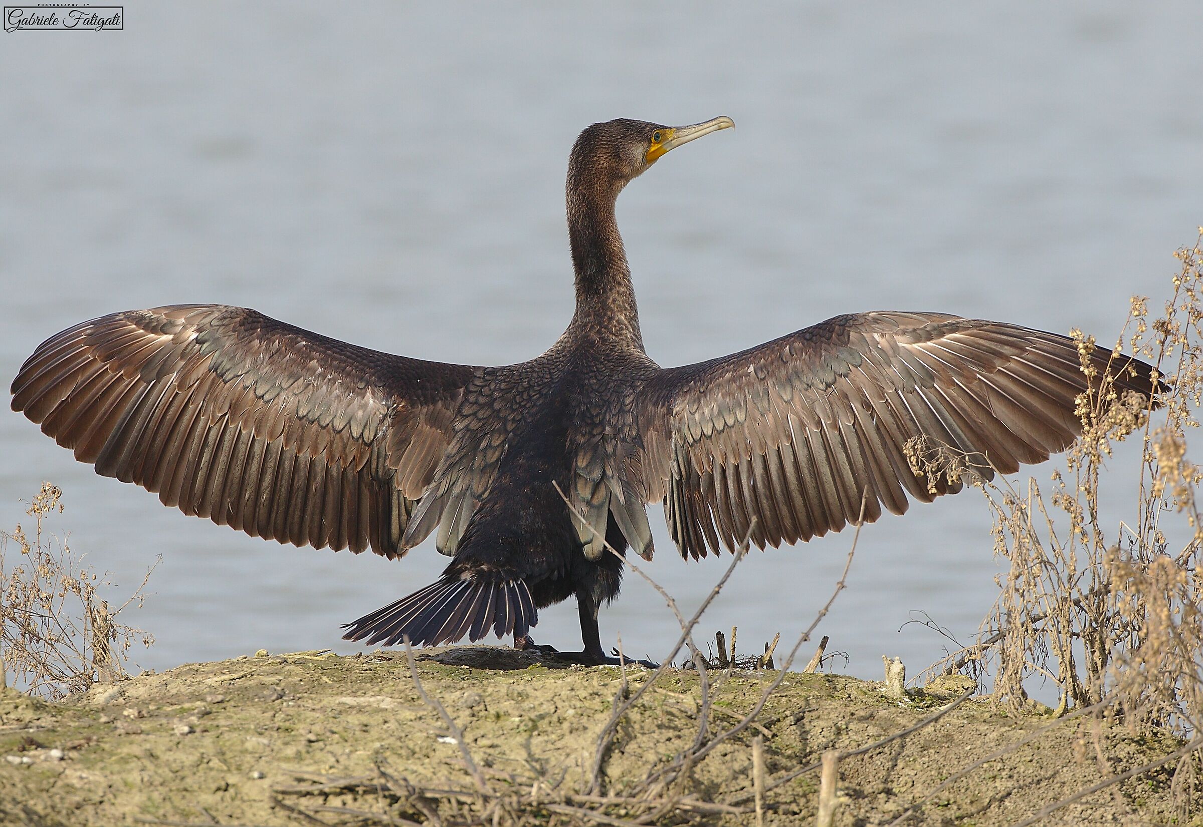 Cormorant with unfurled wings