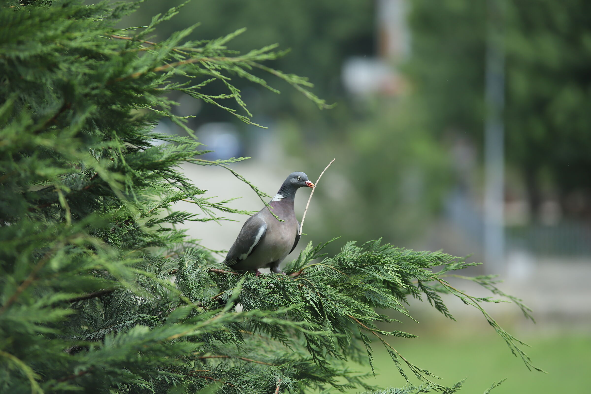 Colobacci under construction