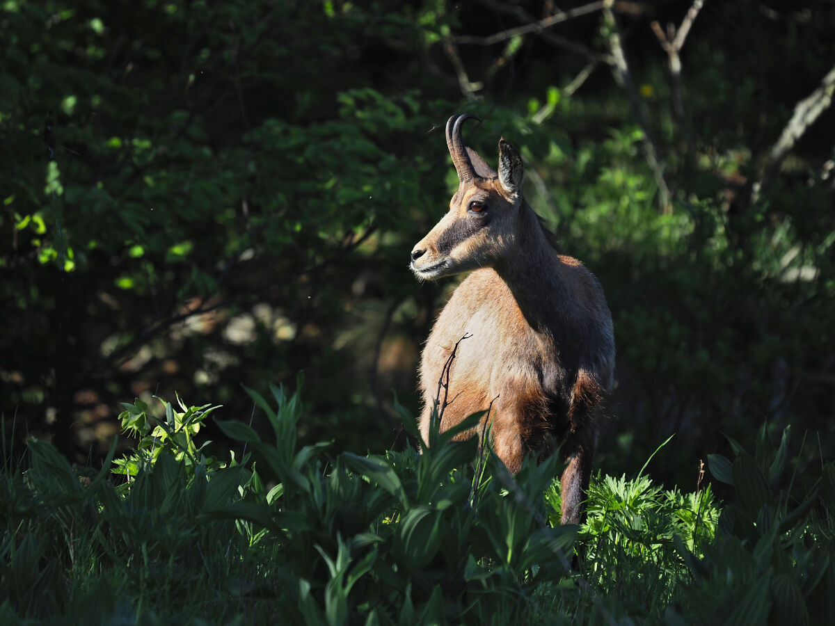 Between lights and shadows