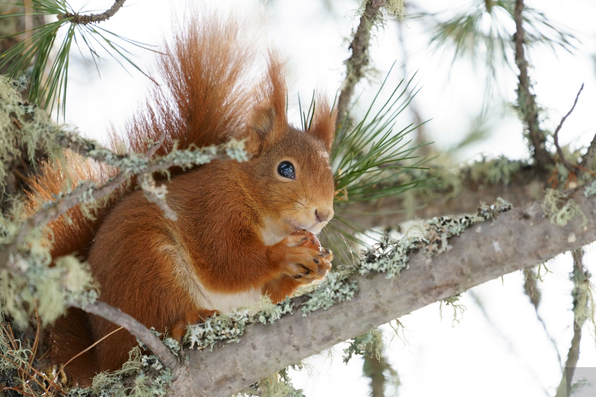 Red Squirrel