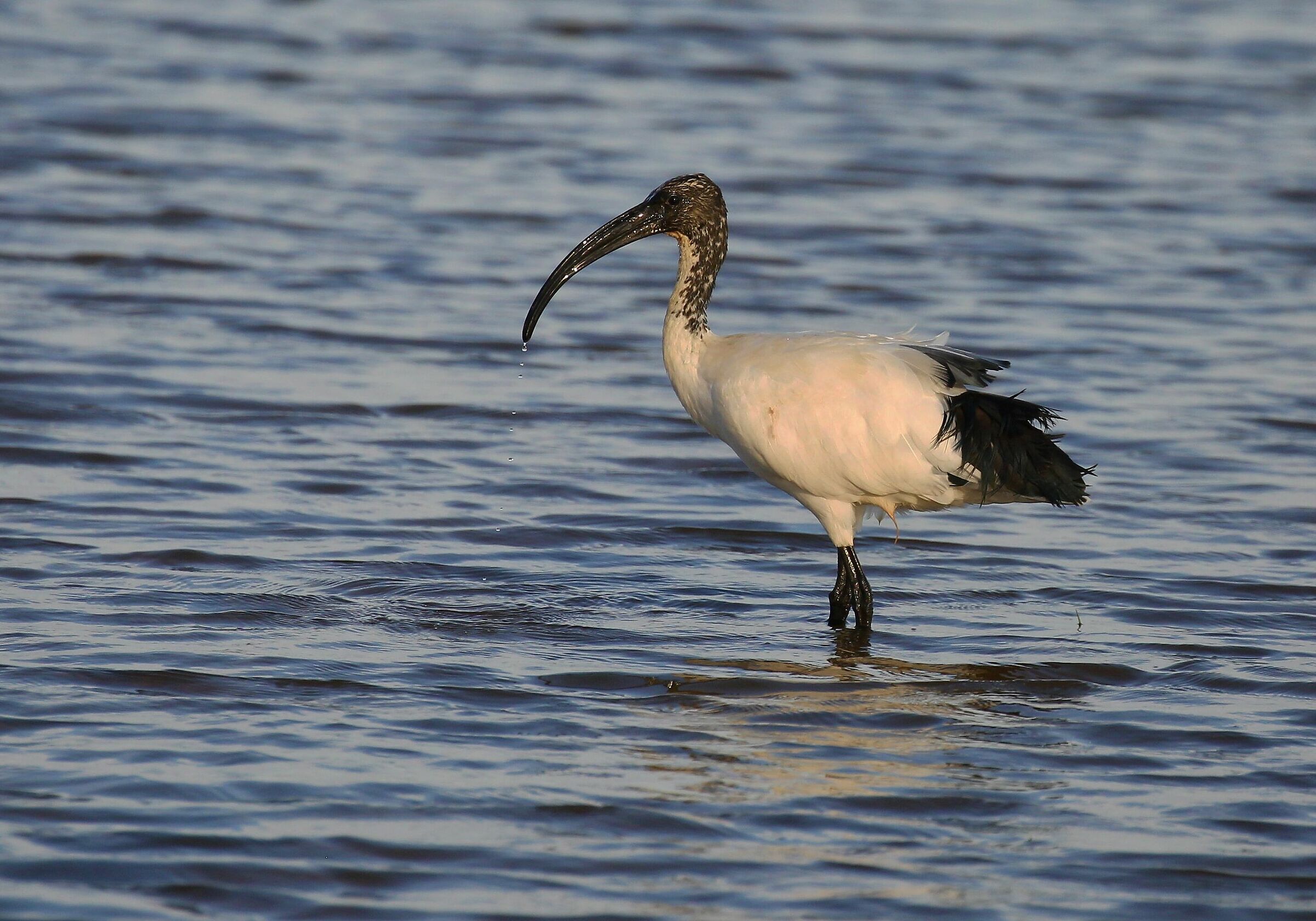 ibis at sunset