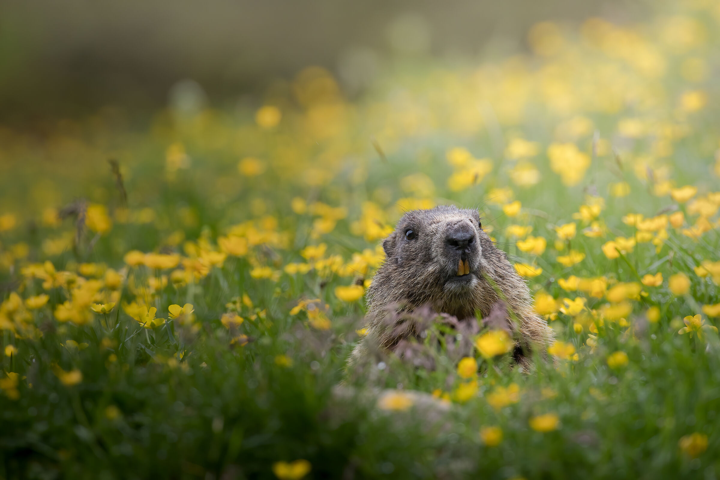 Marmotta