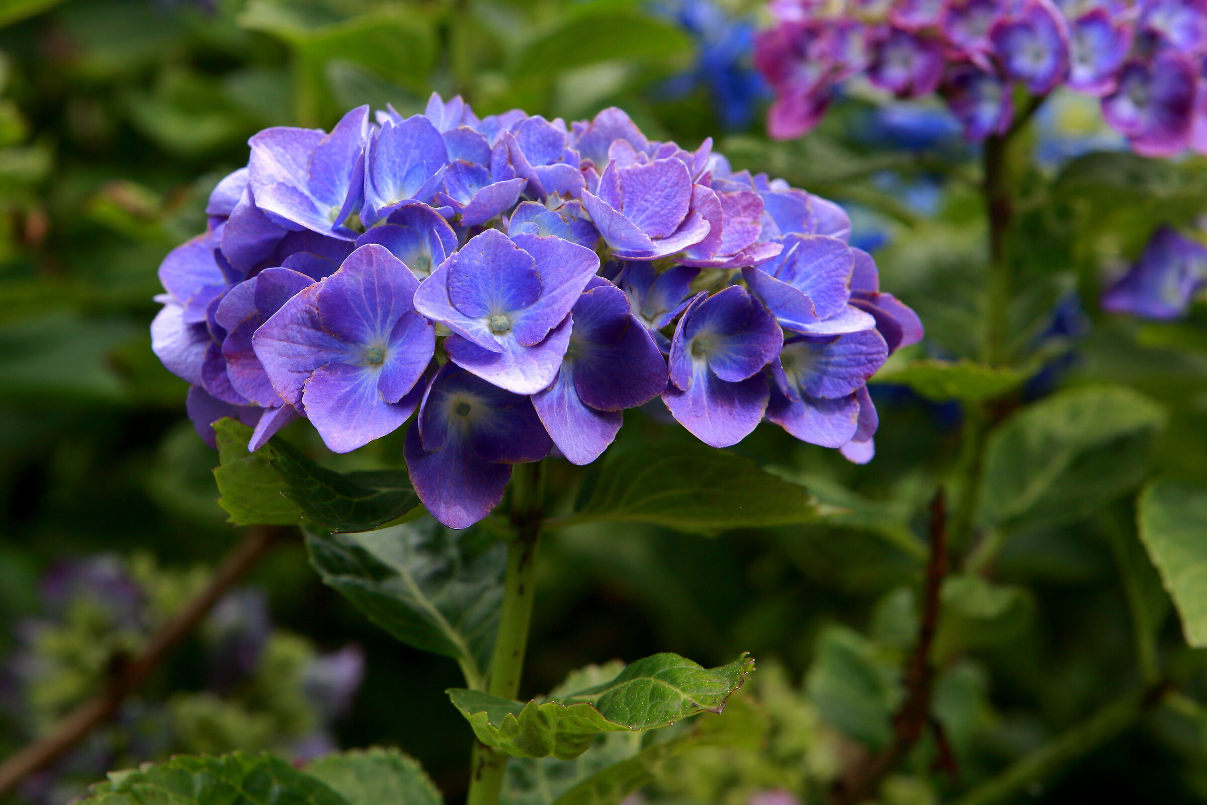 Hydrangea