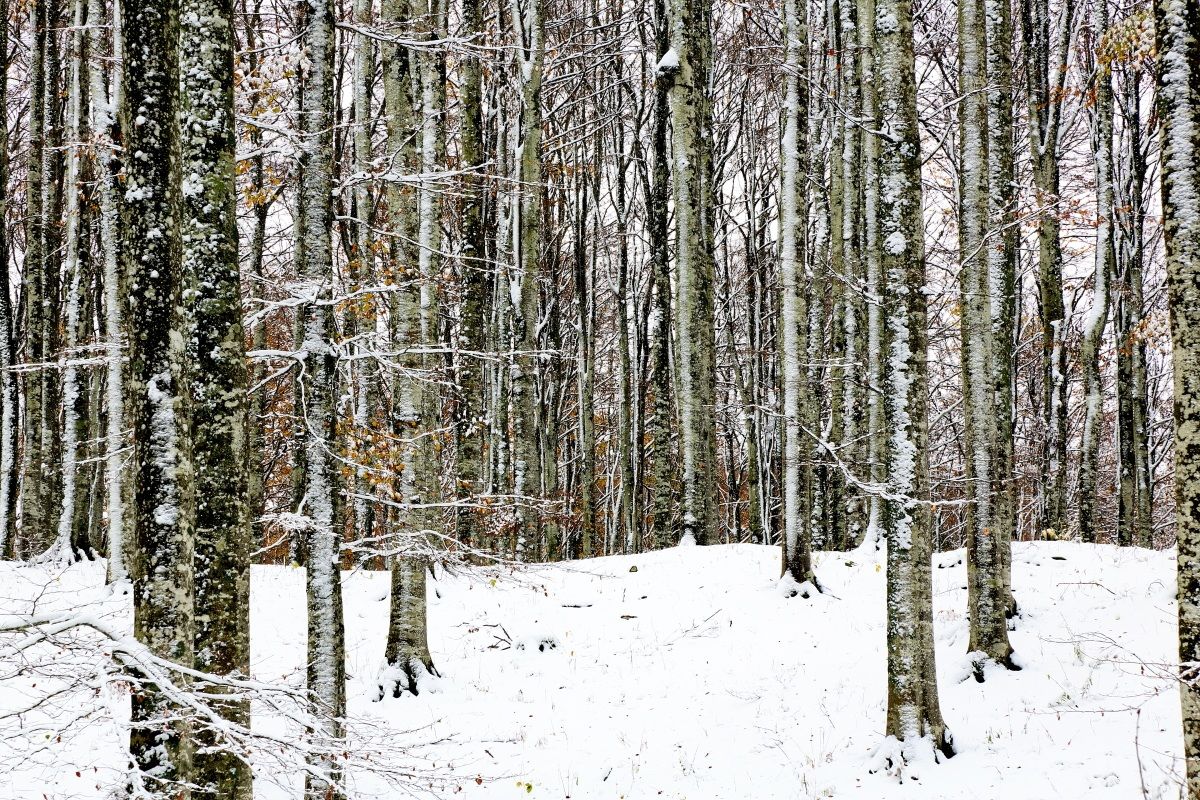 Prima neve foresta del Cansiglio