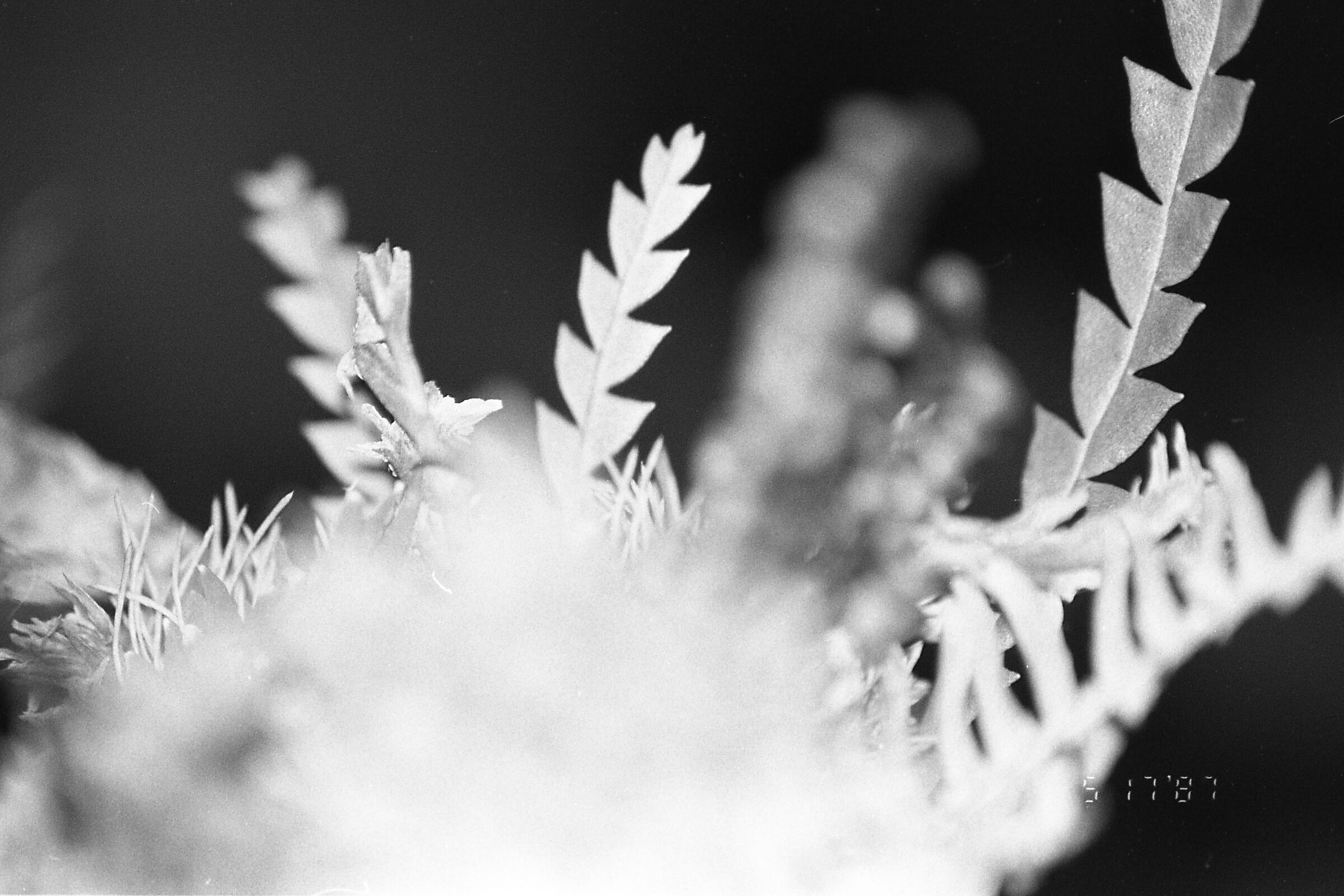 macro tests