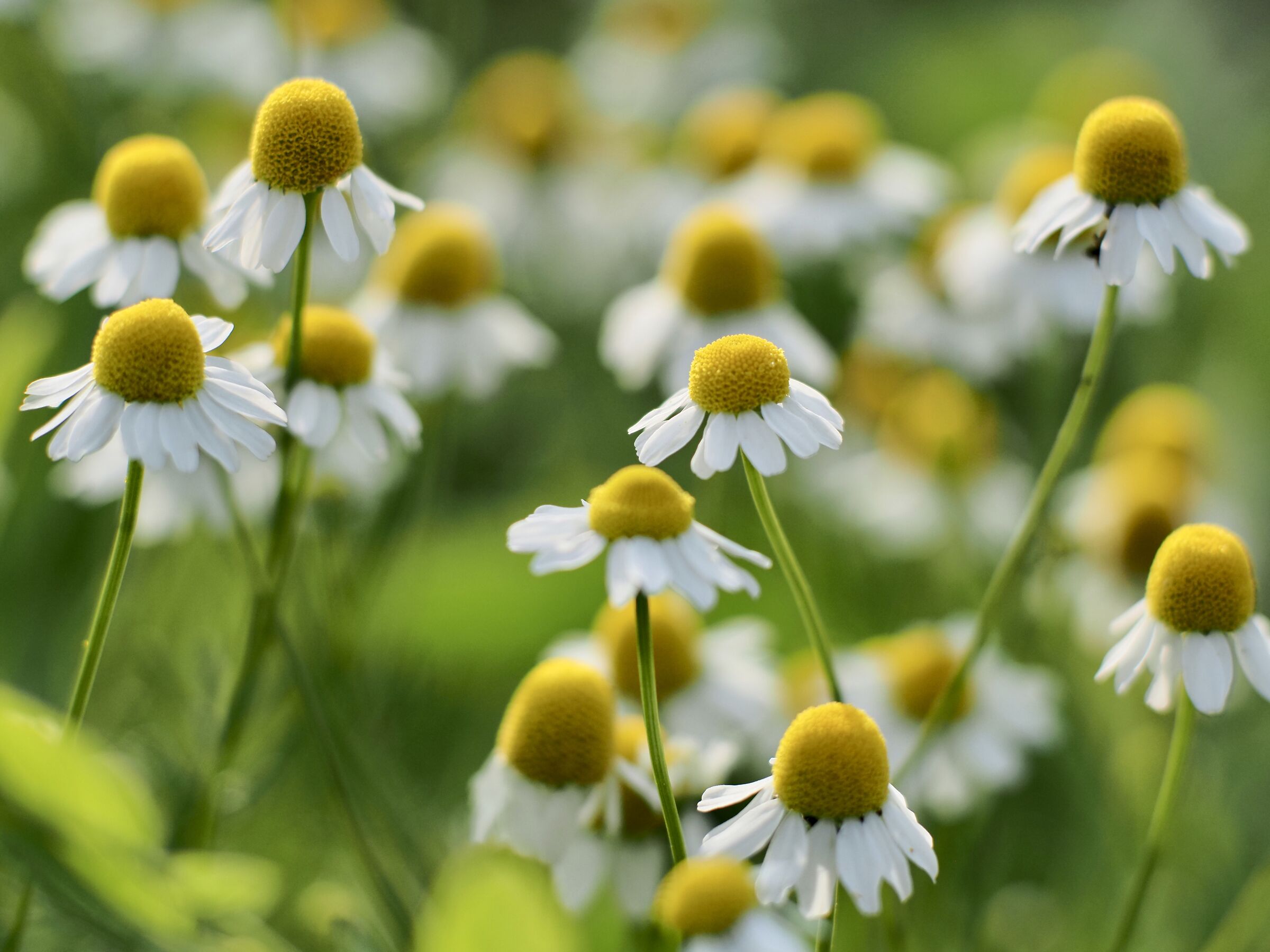 Bianco, giallo e verde