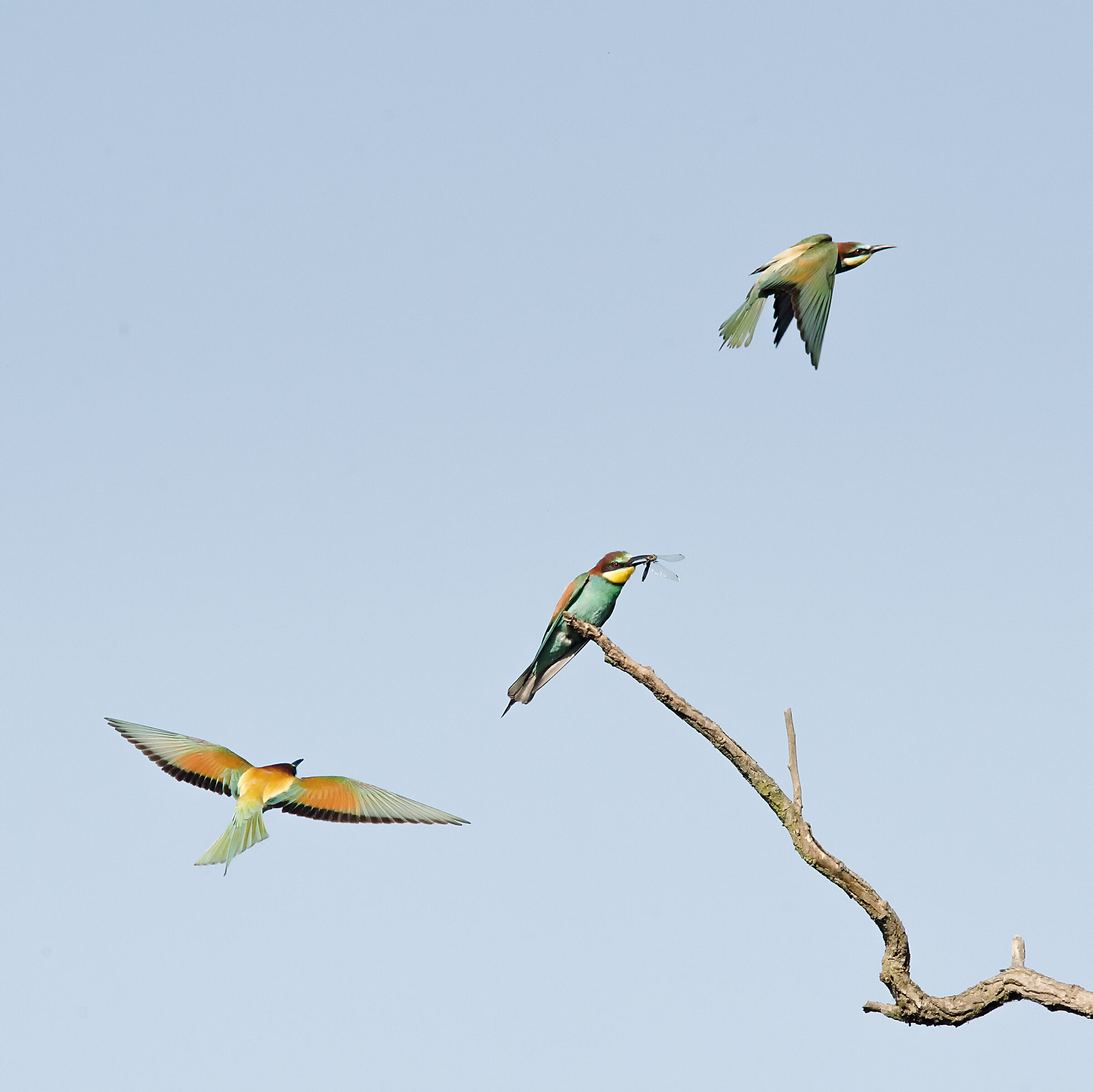 Gruccioni al parco del Ticino