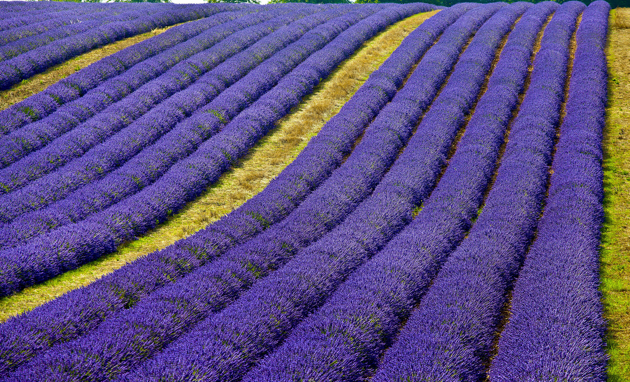 Lavender in Valensole